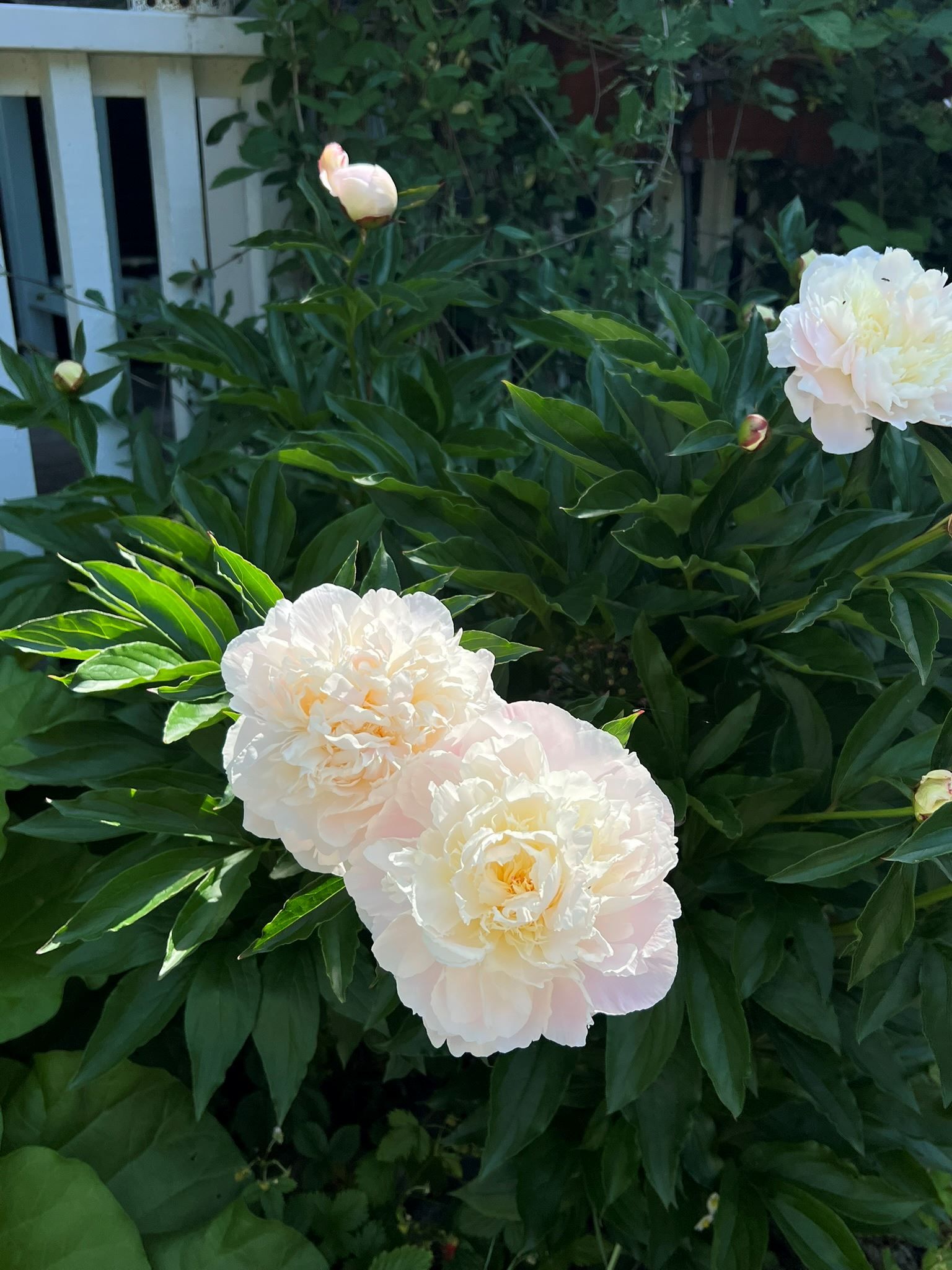 Säljarens egna bilder