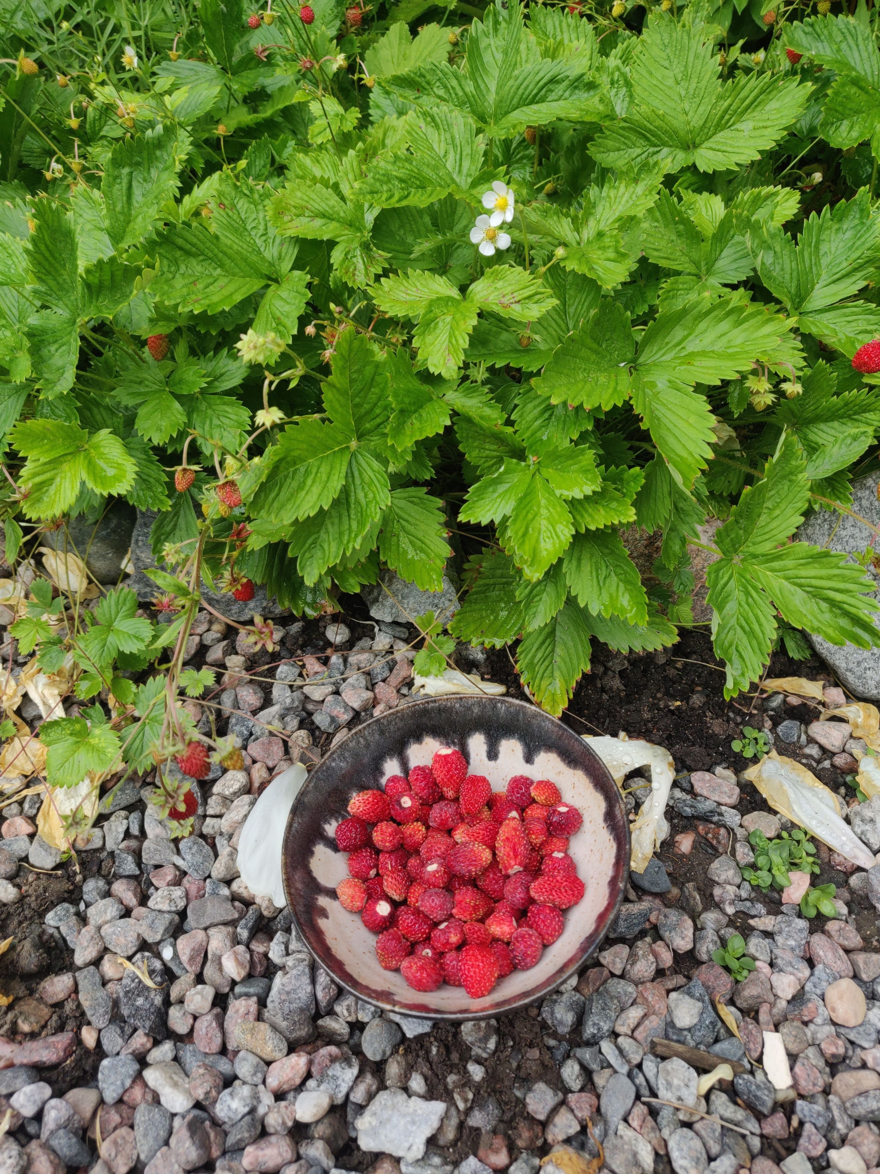 Säljarens egna bilder