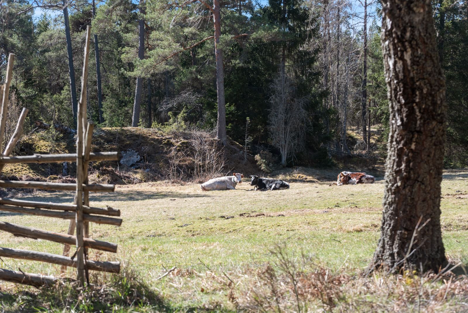 Områdesbild