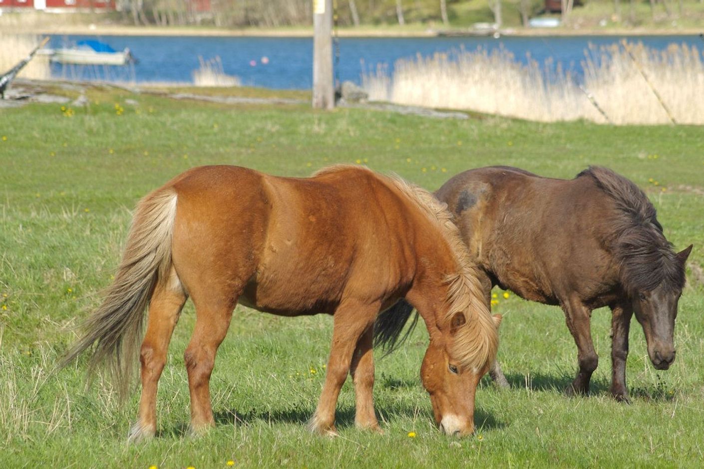 Betande hästar