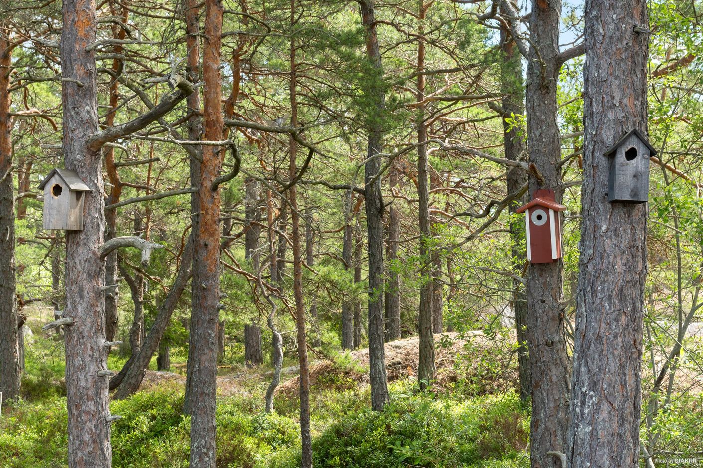 Exteriör