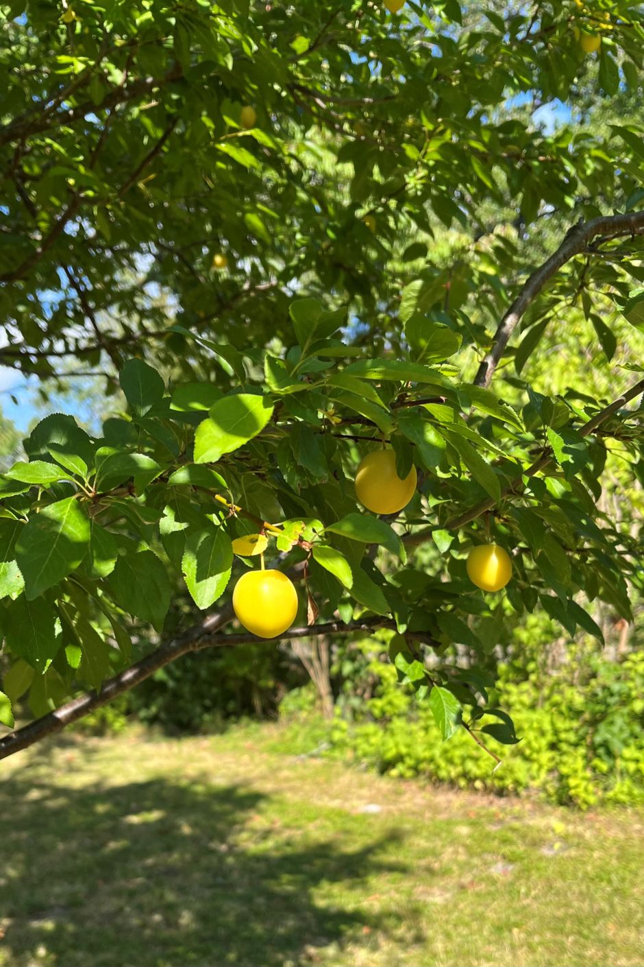Säljarens egna bilder