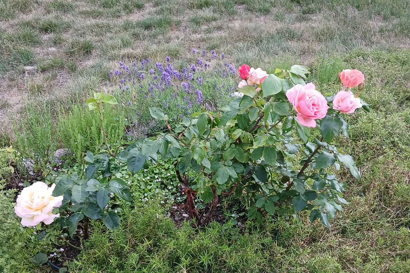 Säljarens egna bilder