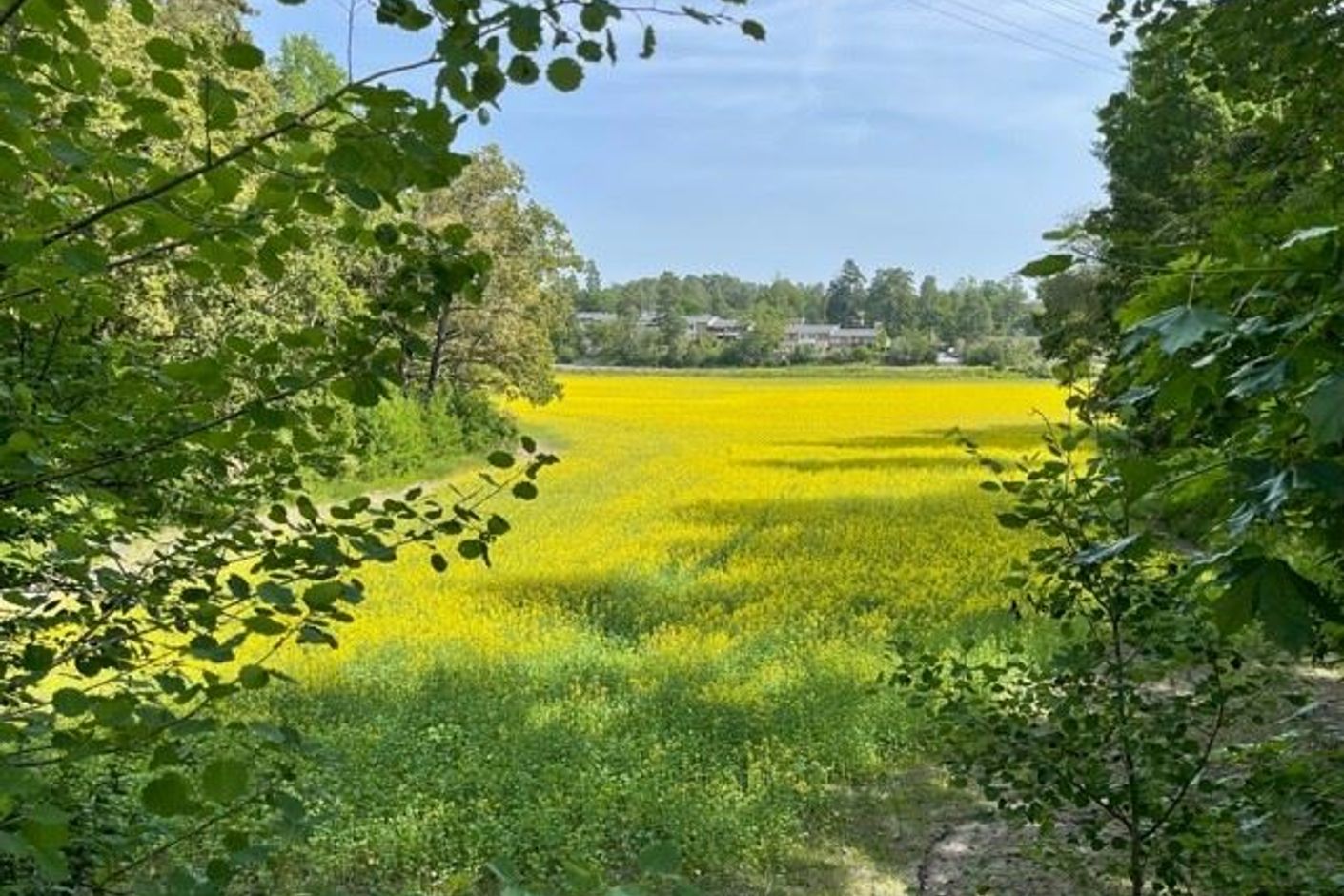 Vy över områdets vackra åker