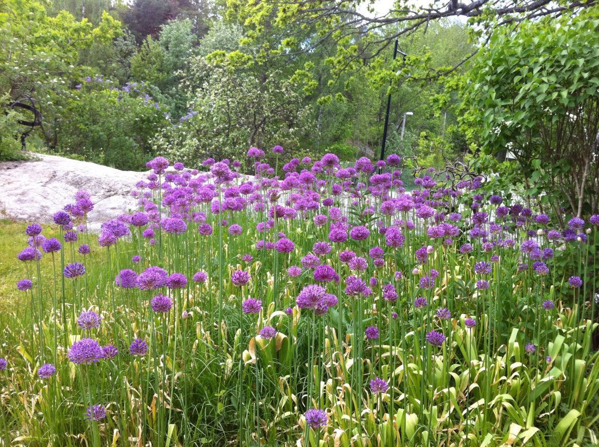 Allium i blom!