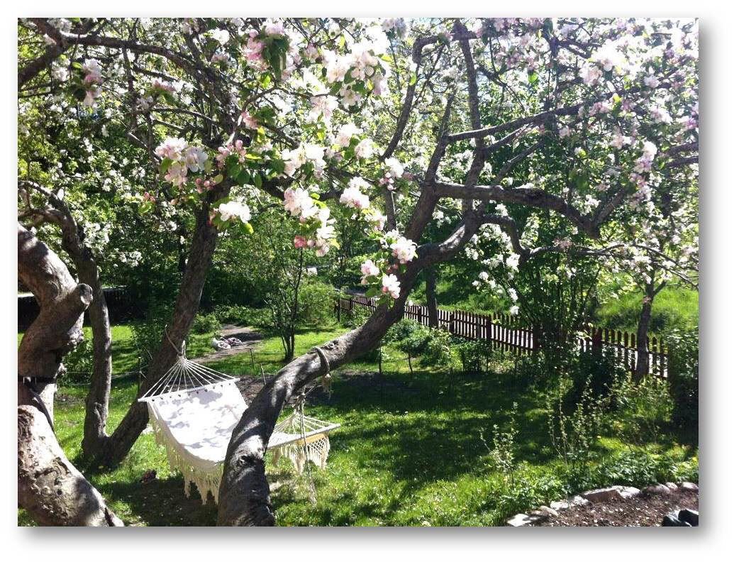 Blomstrande fruktträd på våren