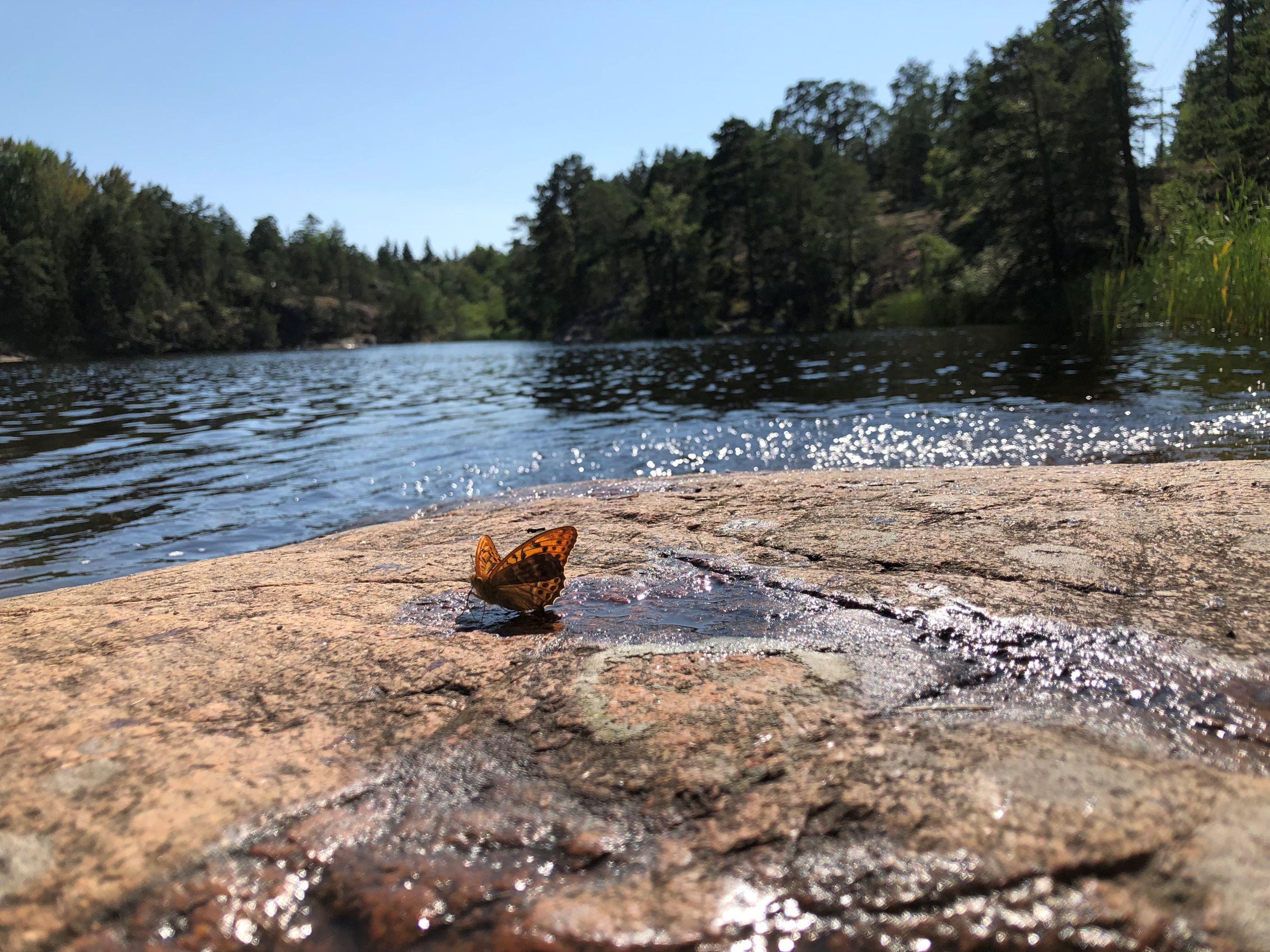 Ljumt insjöbad i Kroksjön
