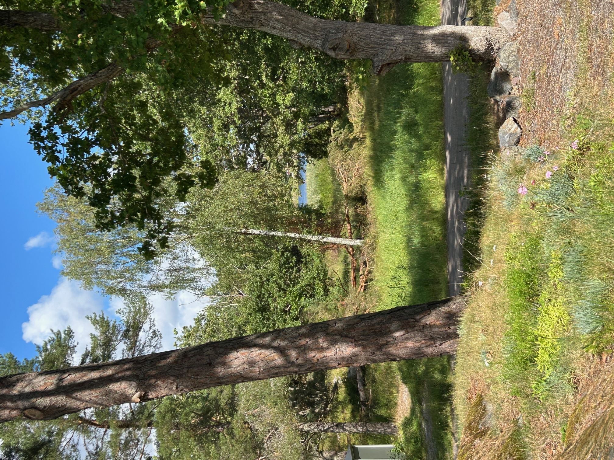 Sjöglimt (säljarens  bild)
