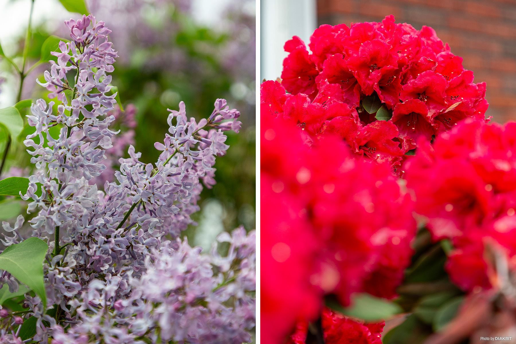 Trädgårdsblomster
