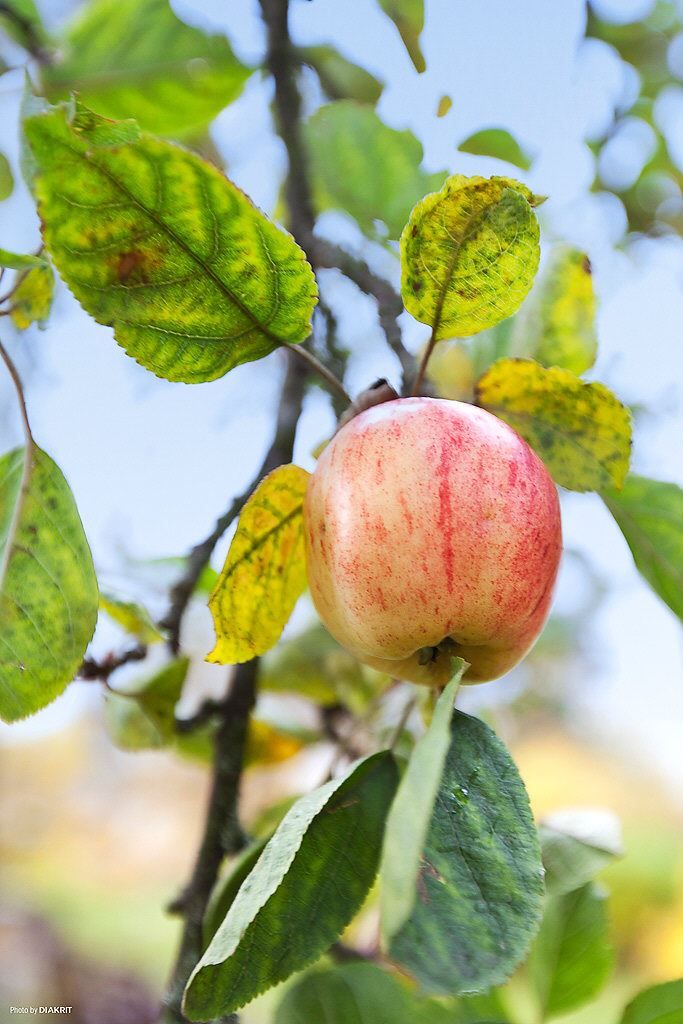 Kvarnberget är rikt på äppellundar!
