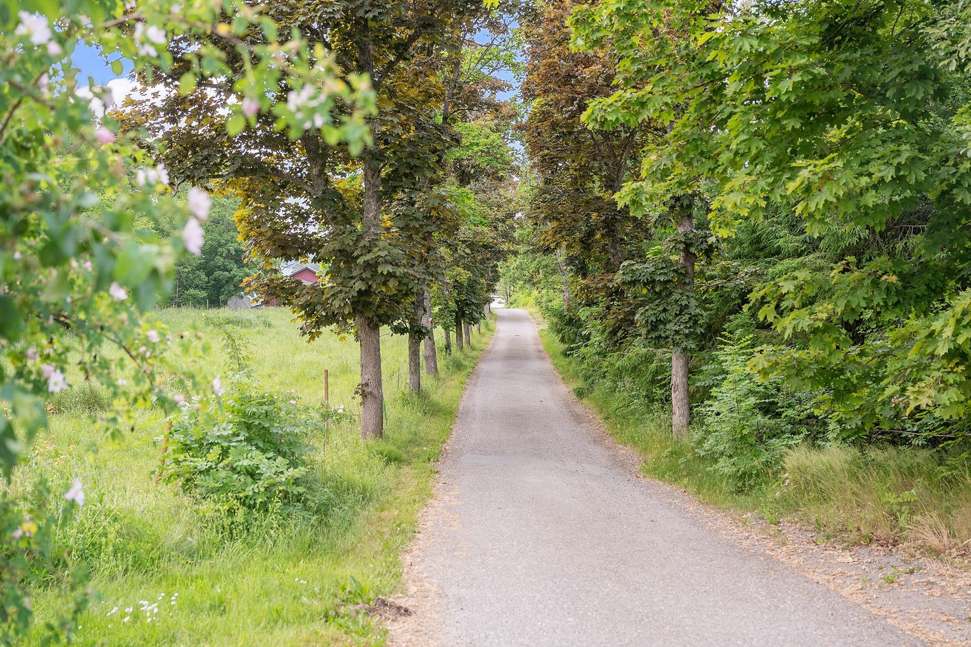 Allé ned mot havet