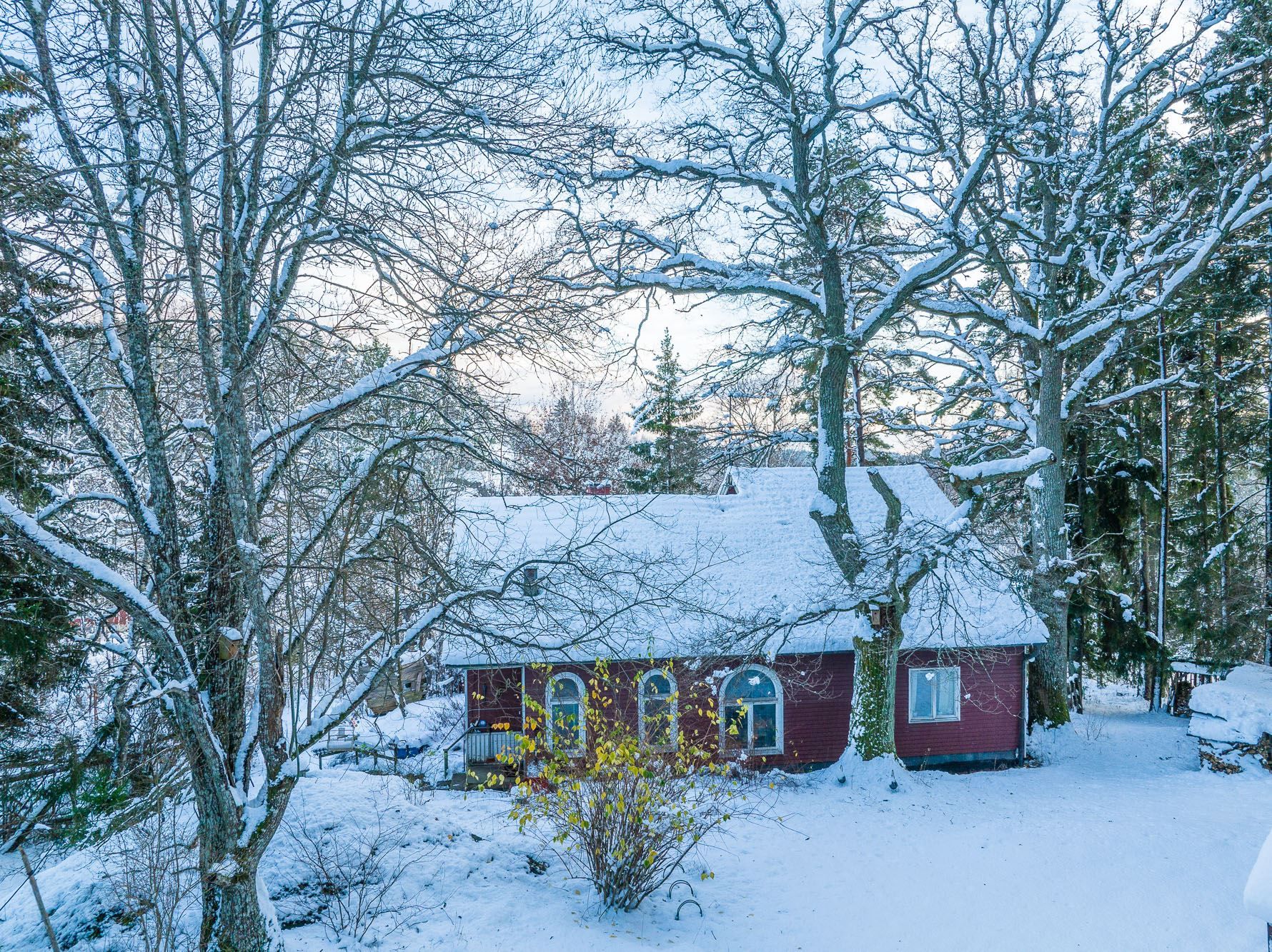 Ståtliga ekar vid huset