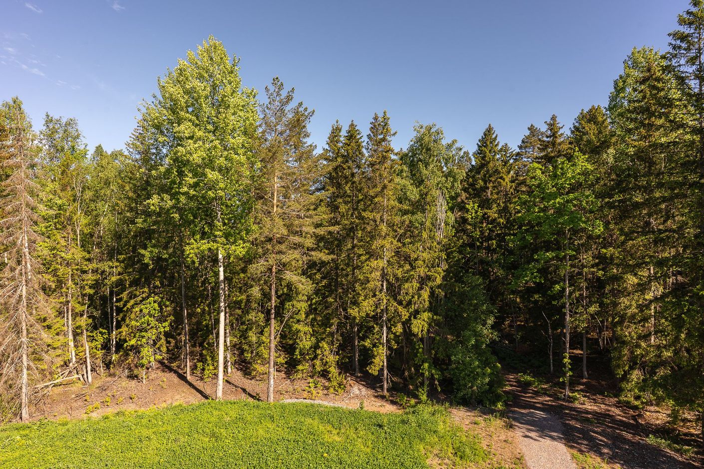 Skogen som närmsta granne