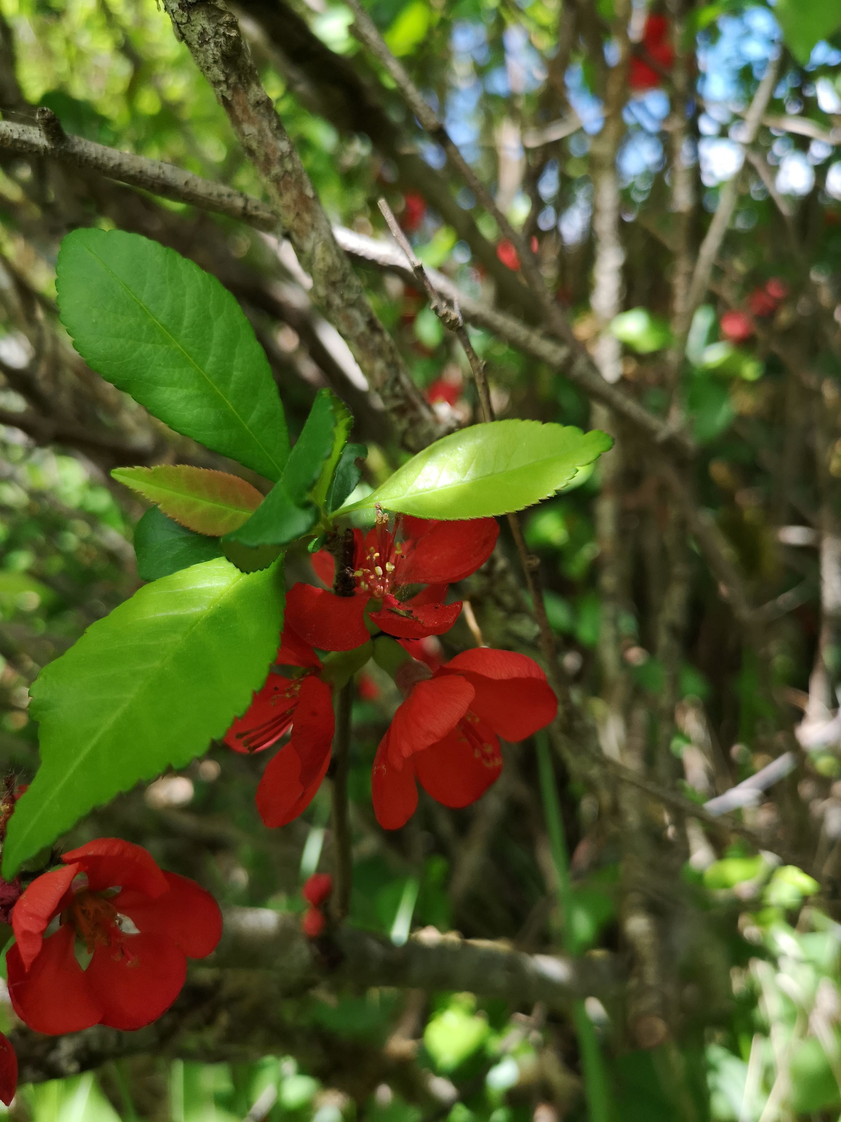 Säljarens egna bilder