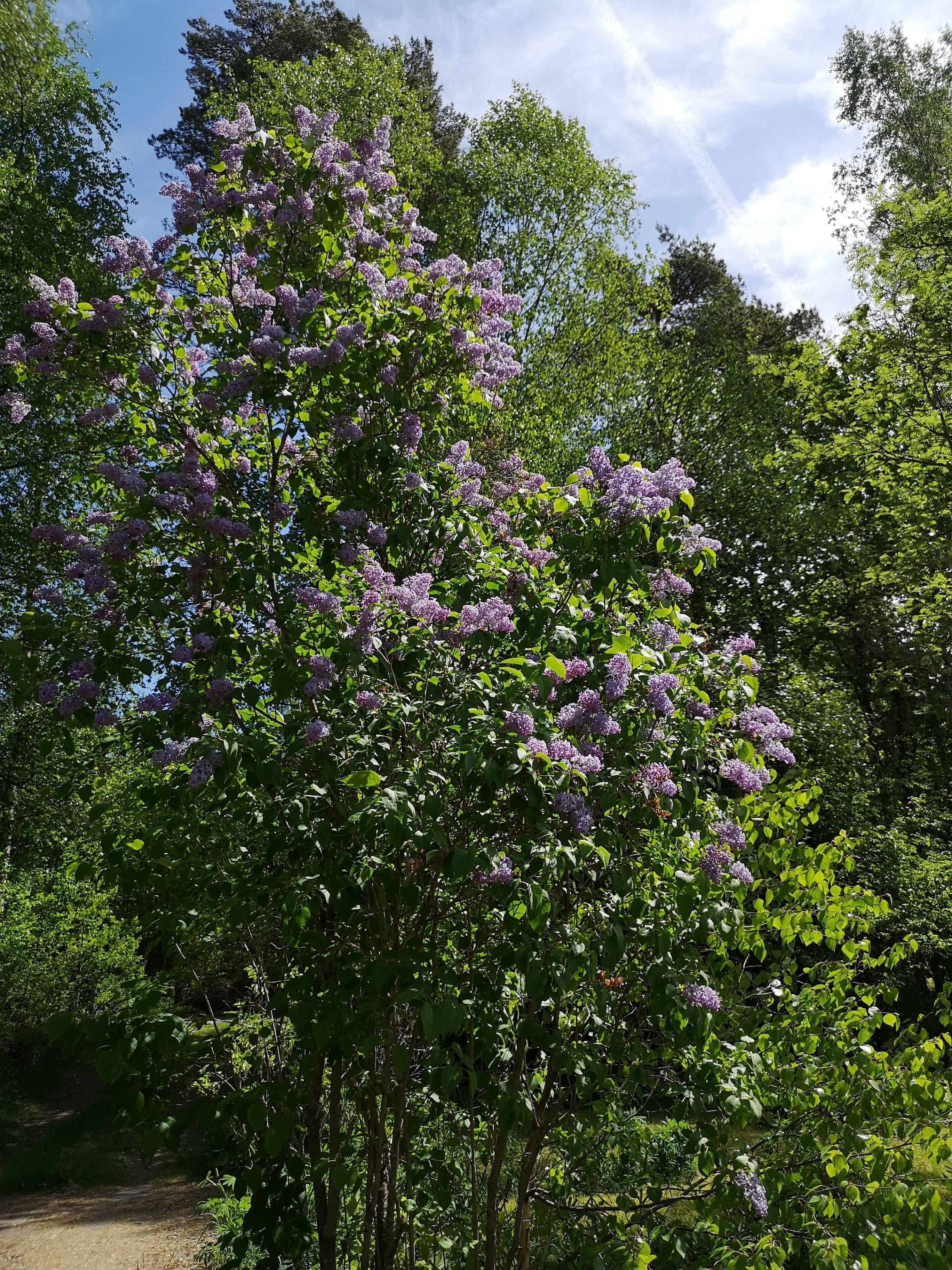 Säljarens egna bilder