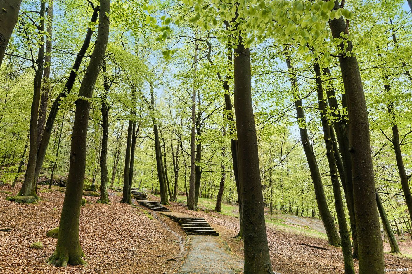 Vårskog vid Rambergets fot
