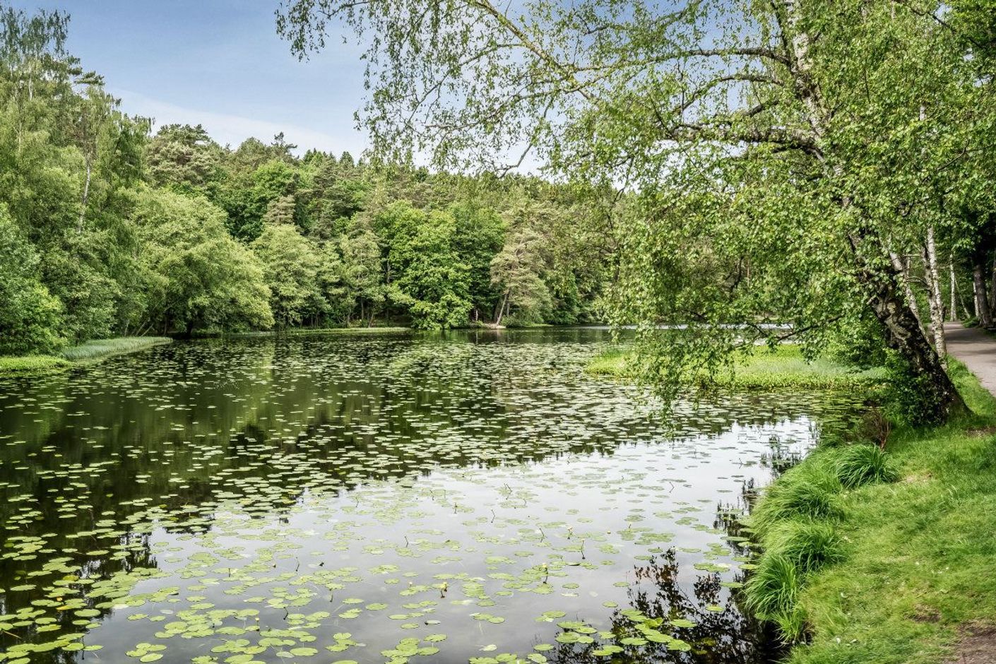 Natursköna Slätta Damm