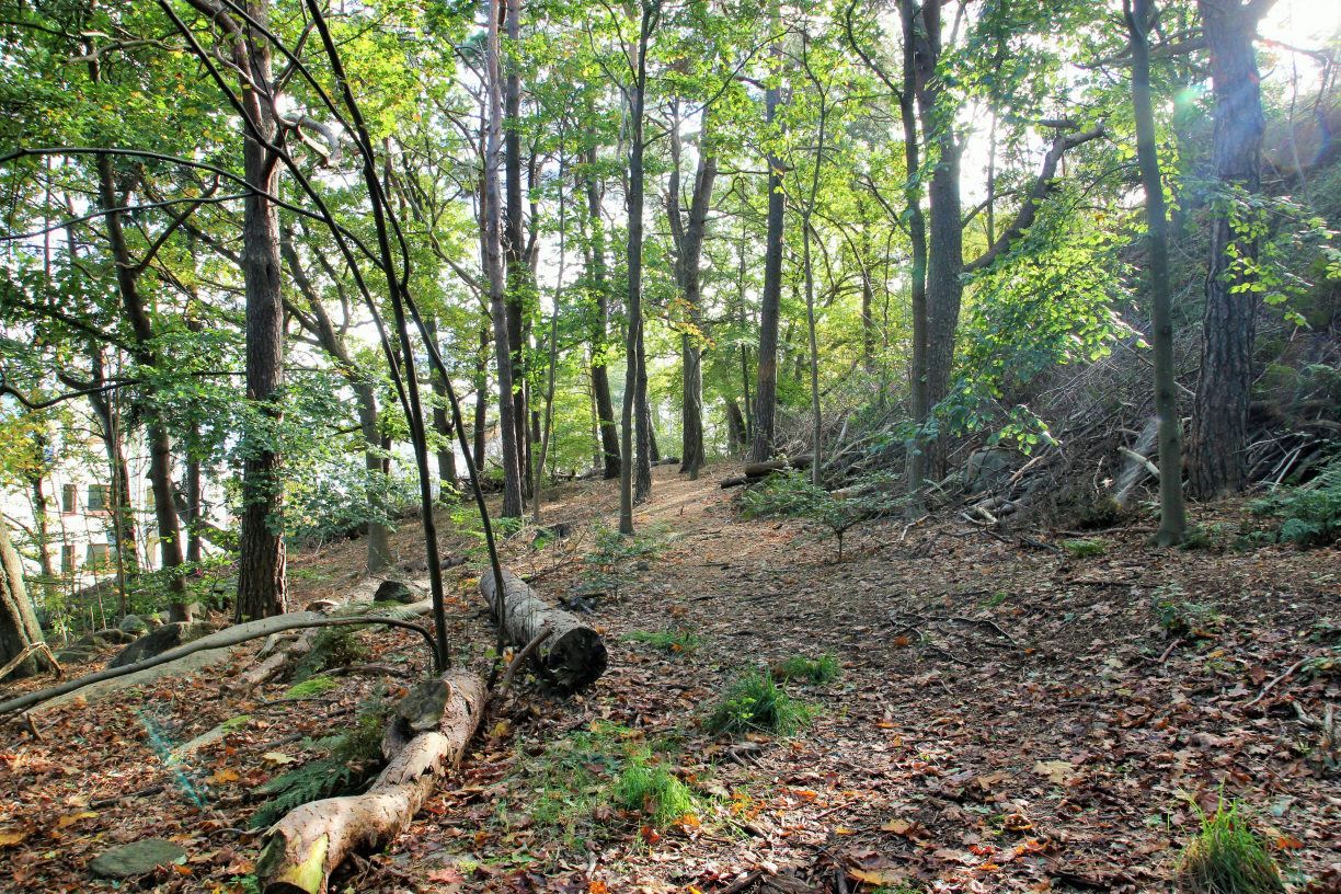 Fruktträdsgatan 9 - Skogen alldeles inpå!