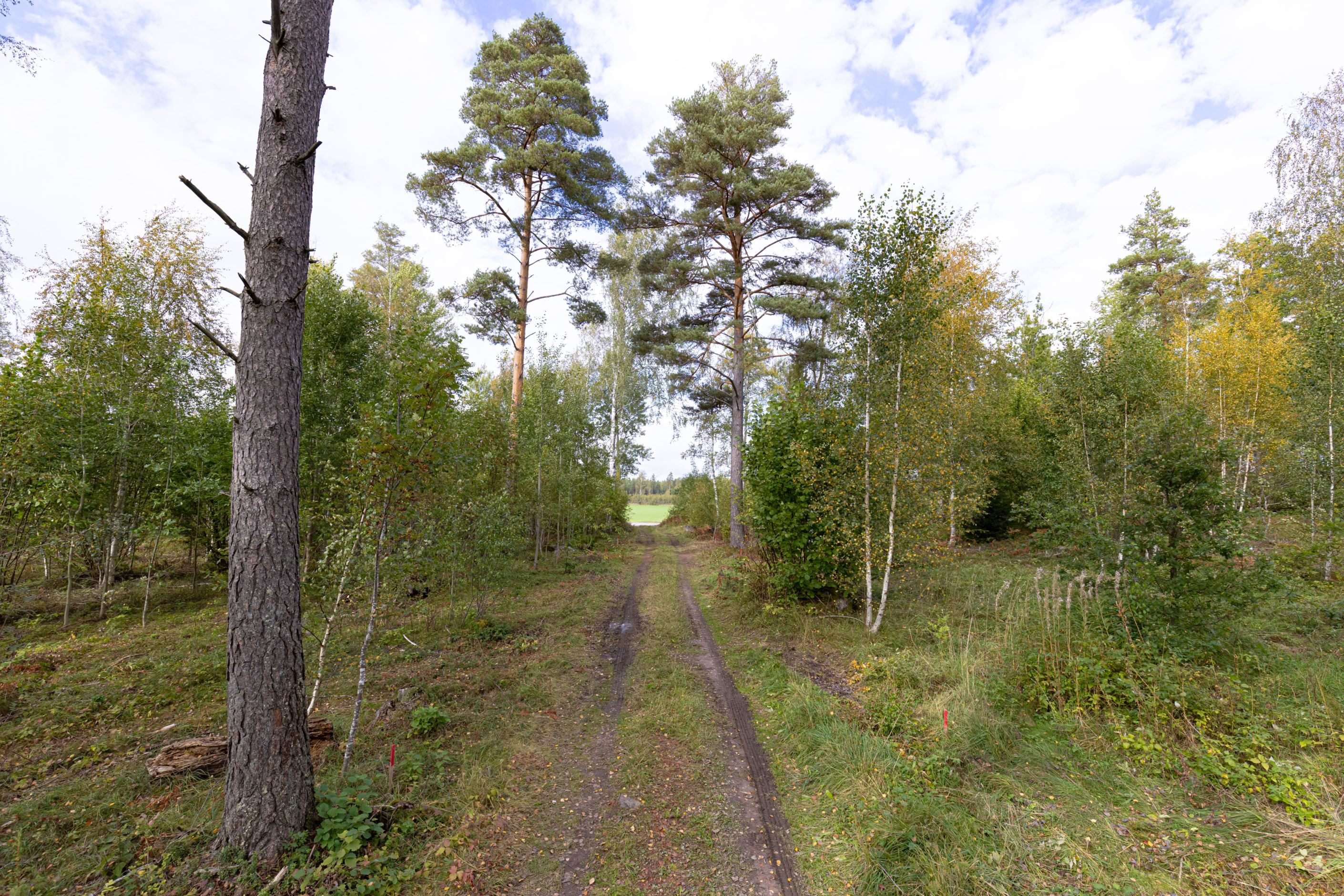 Gatubild