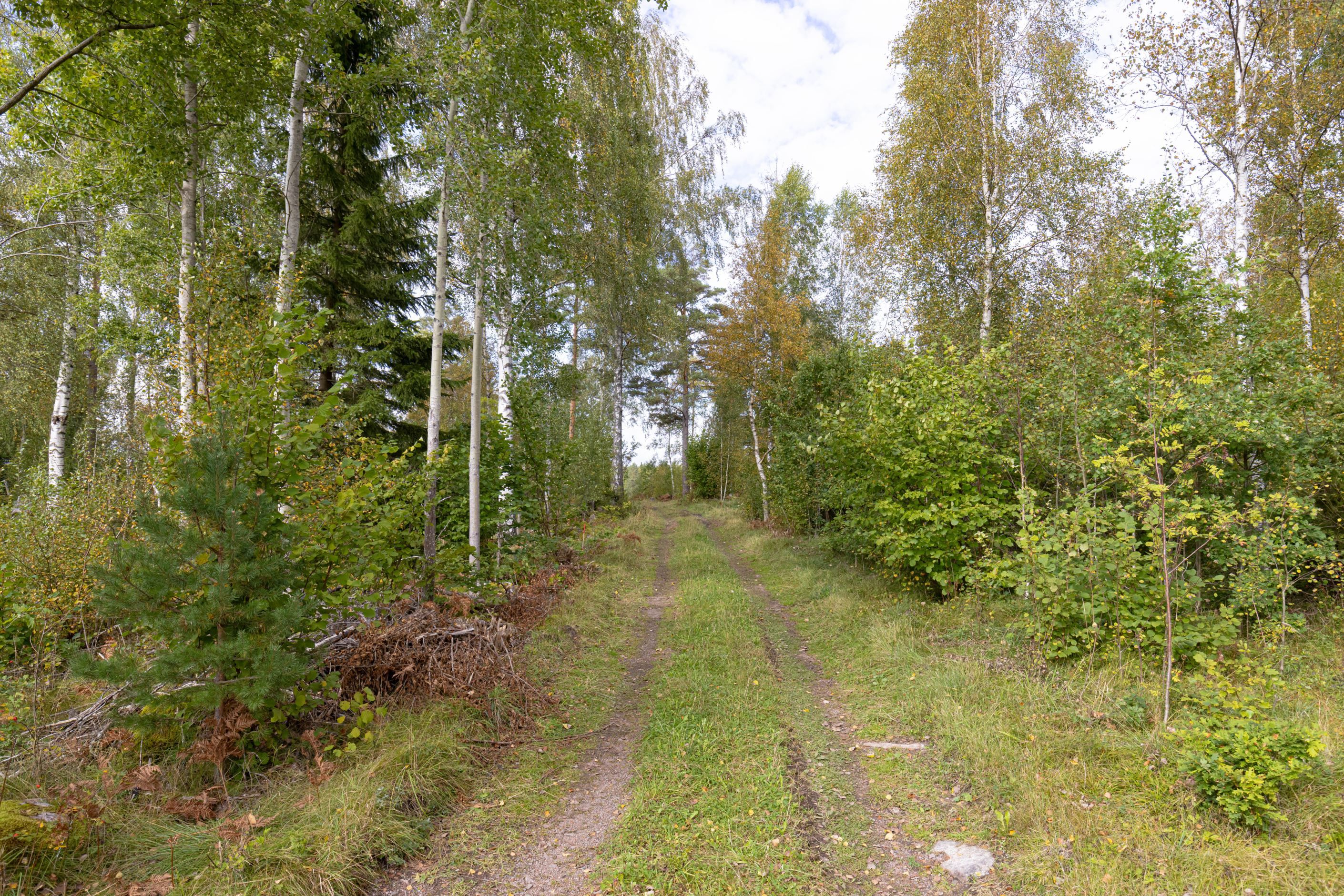 Gatubild