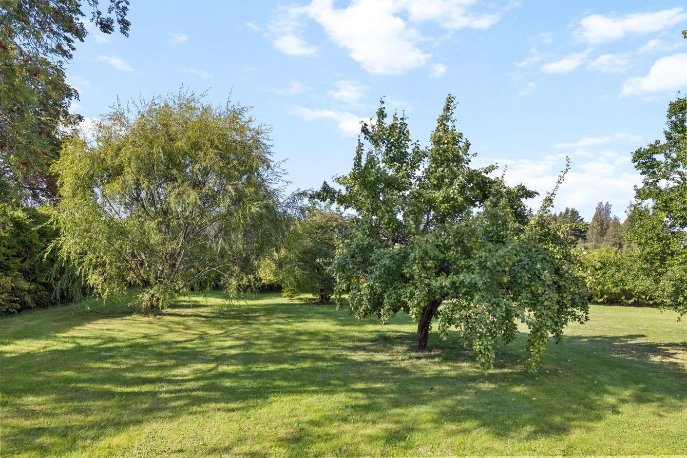 Trädgård