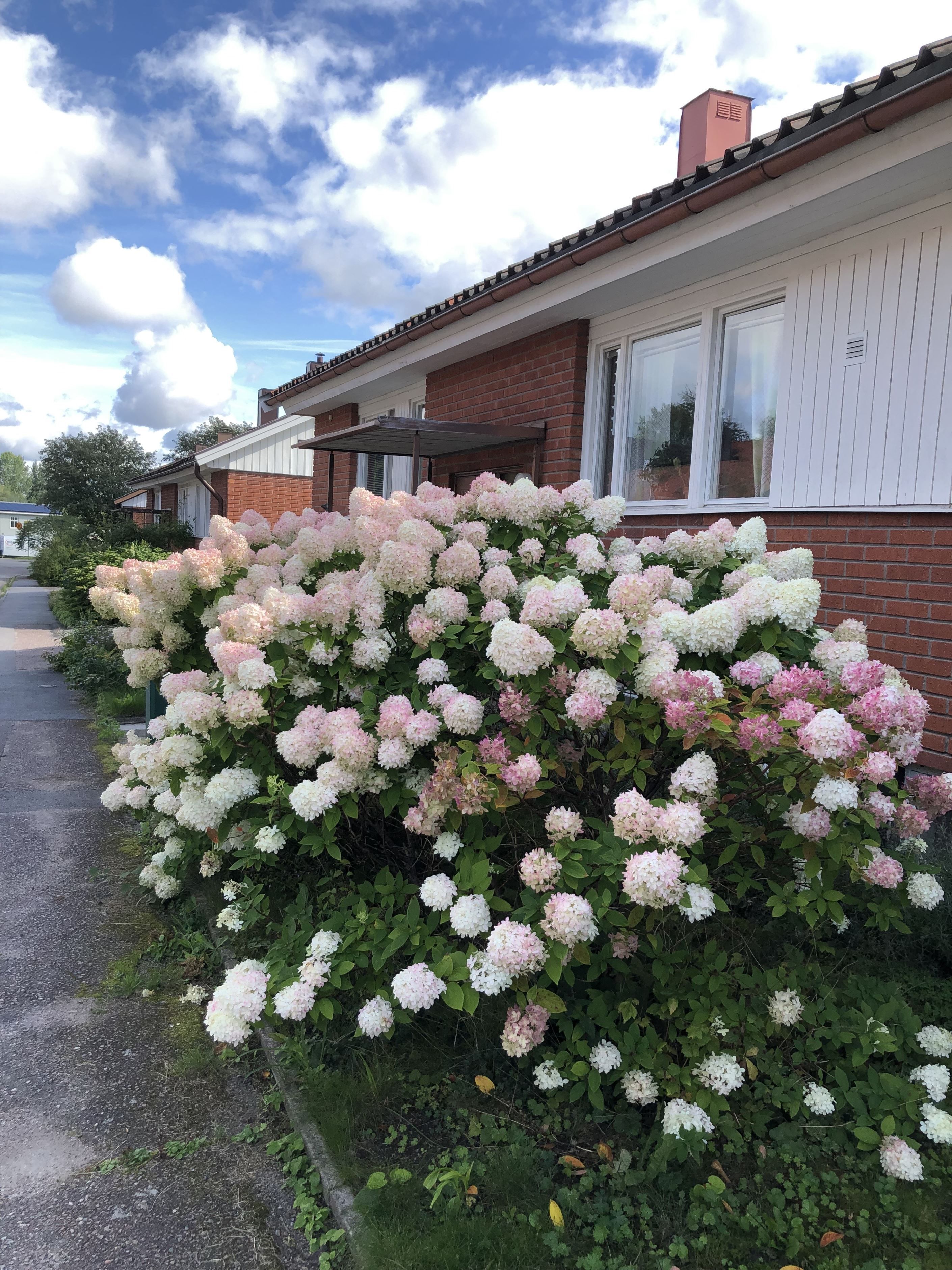 Säljarens egna bilder 4