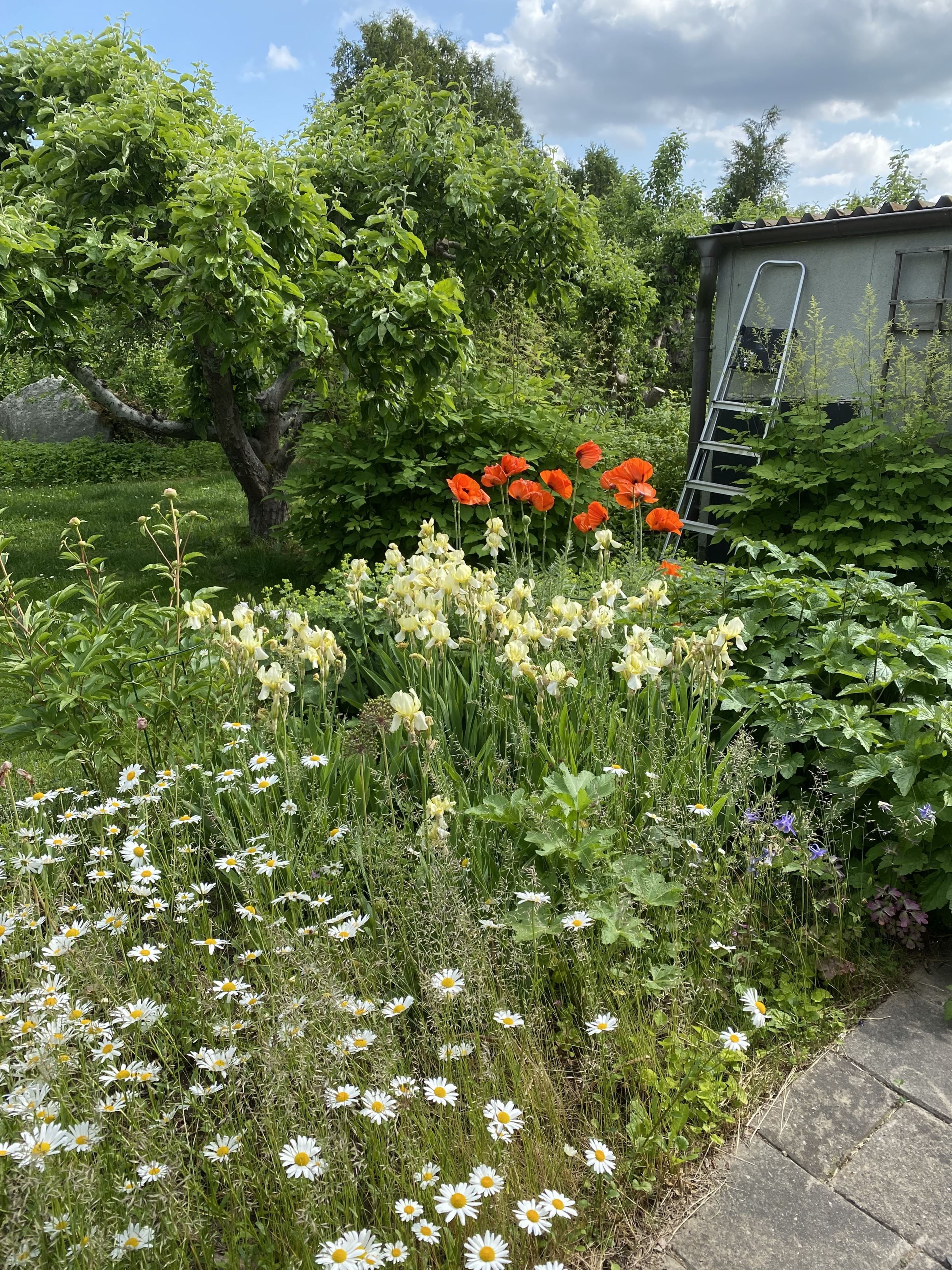 Säljarens egna bilder 5