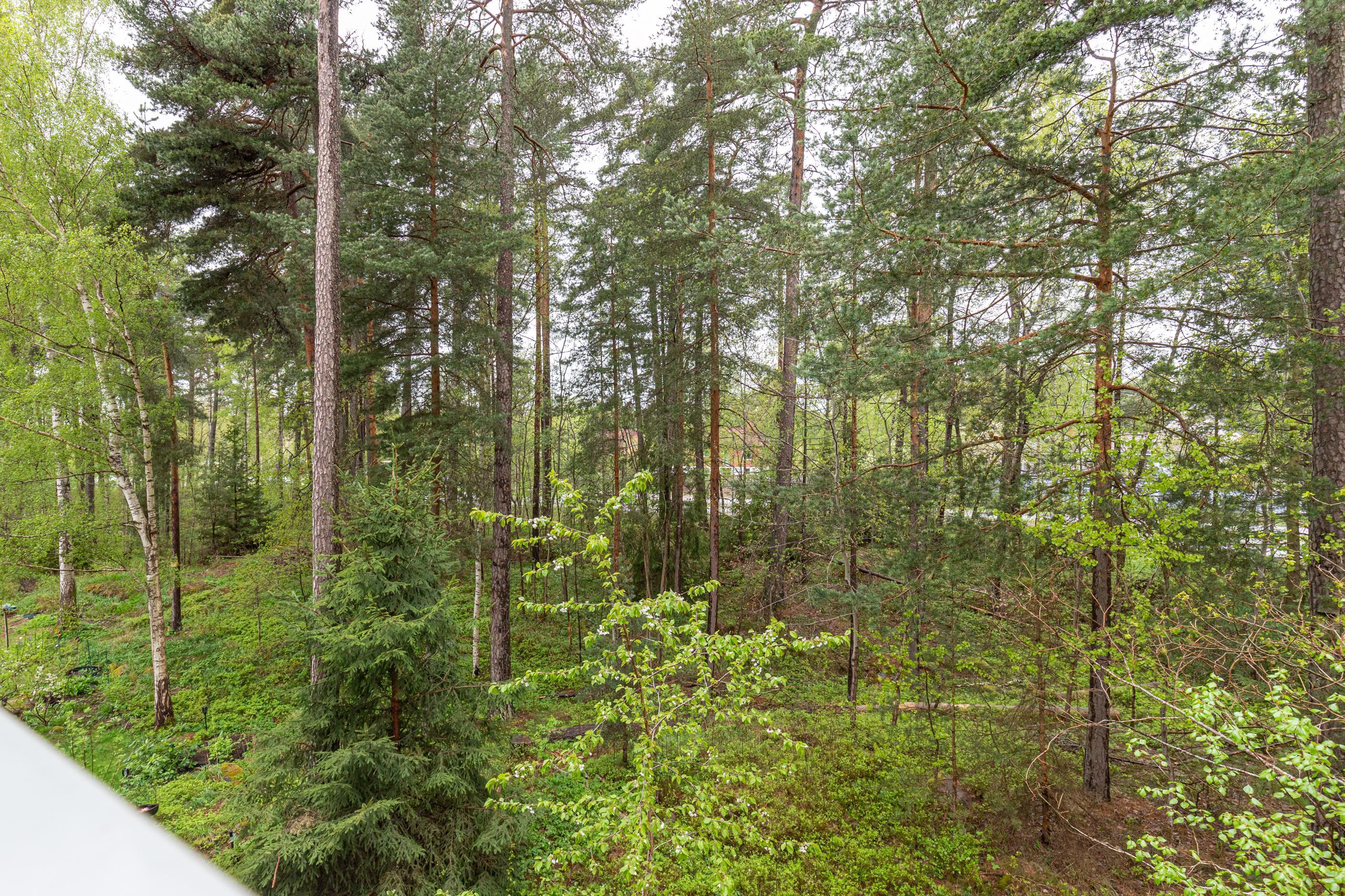 Härlig utsikt mot skogen från balkongen