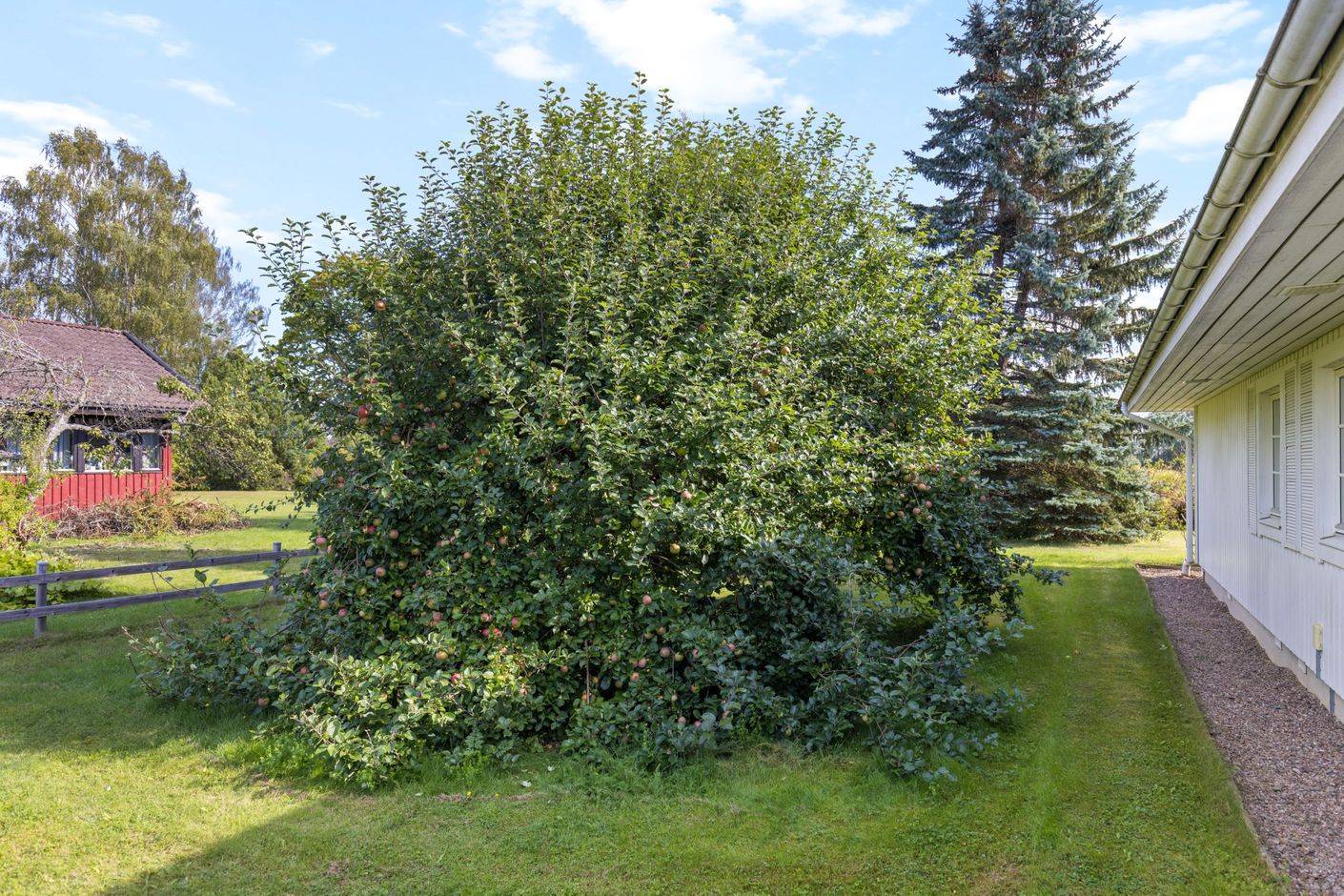 Trädgård