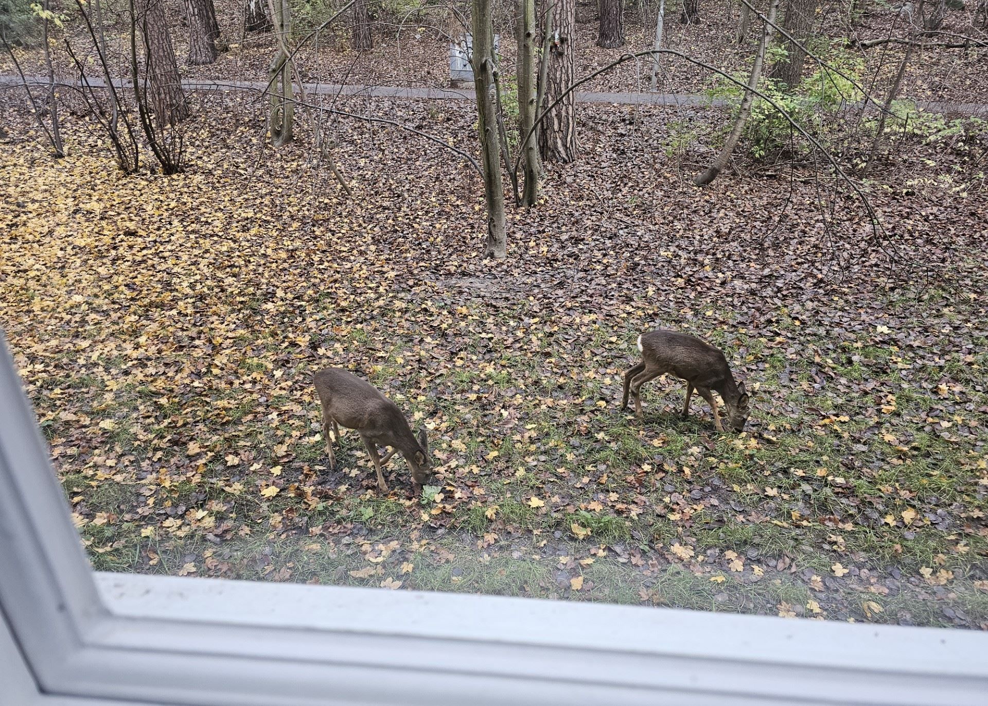 Säljarens egen bild