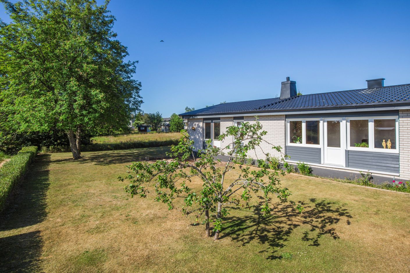 Solig uppvuxen trädgård