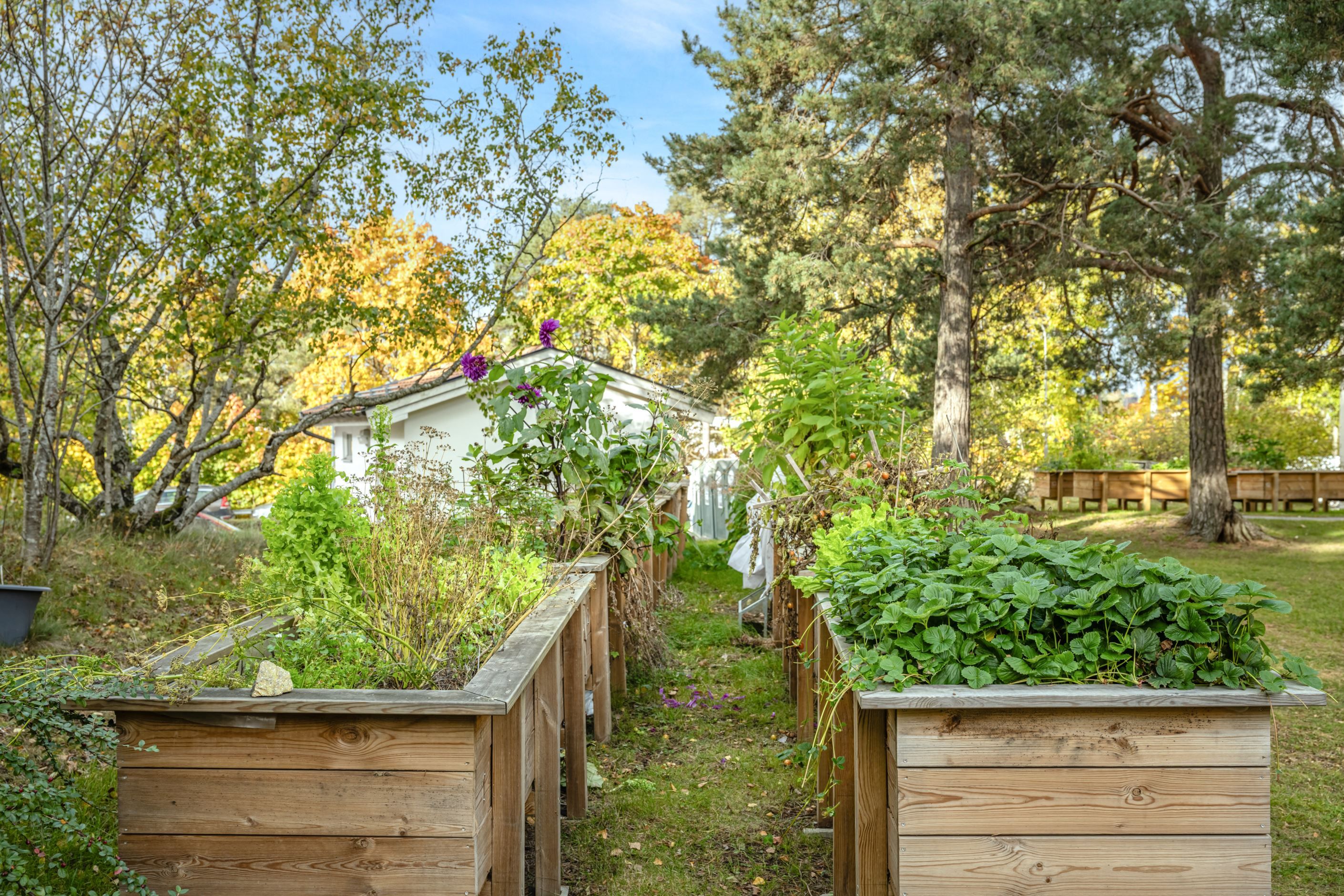 Odlingslådor i föreningen