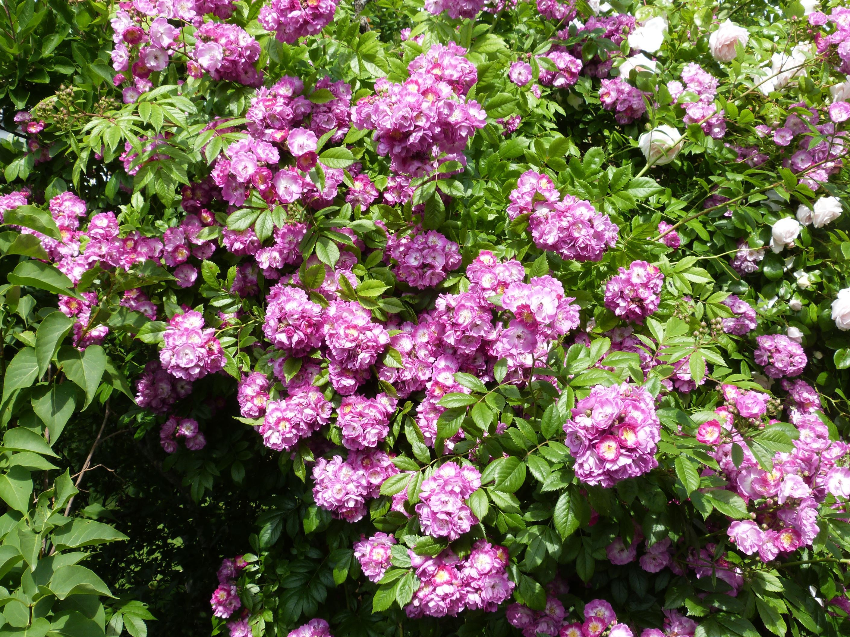 Säljarens egna sommarbilder