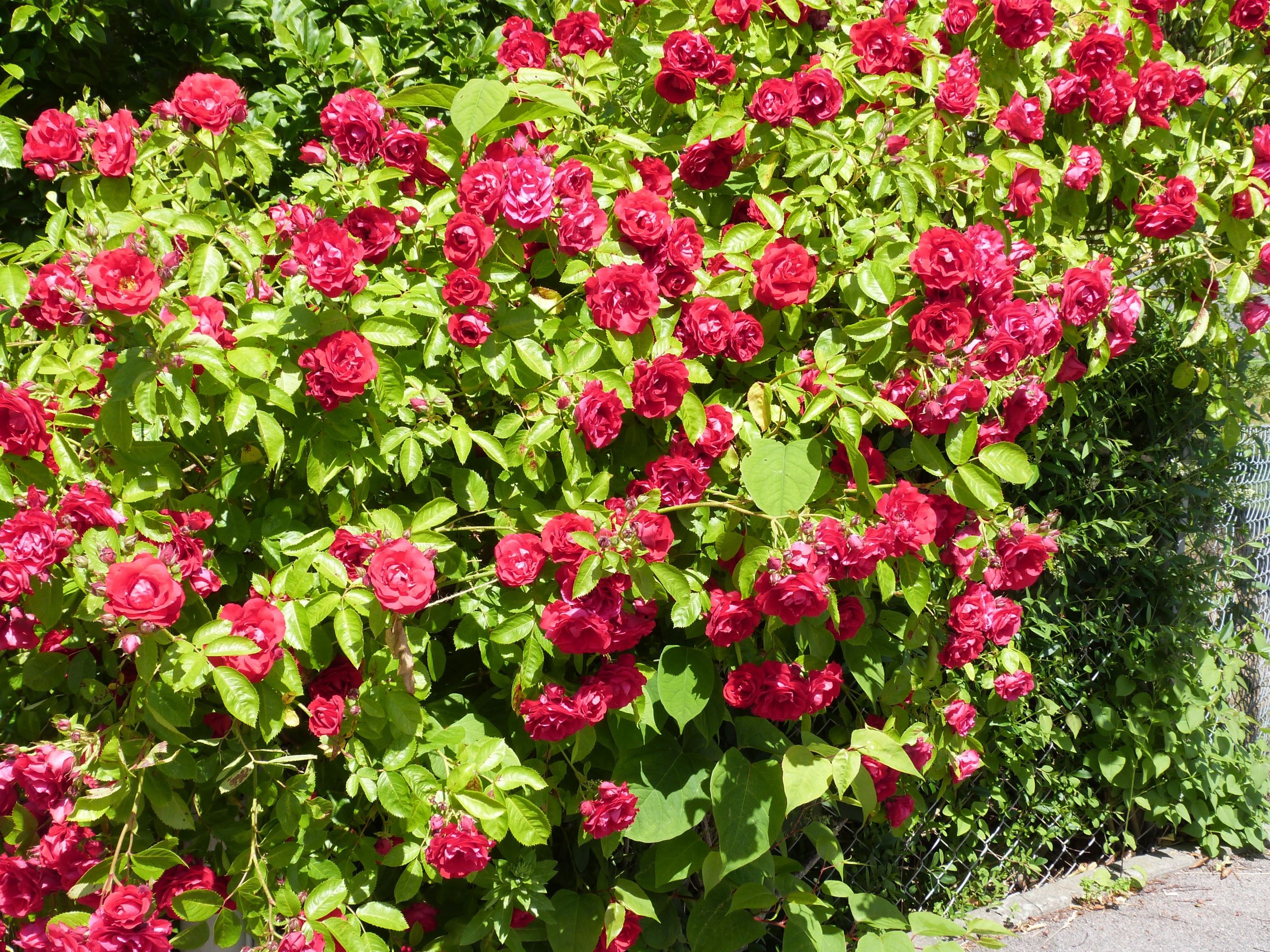 Säljarens egna sommarbilder