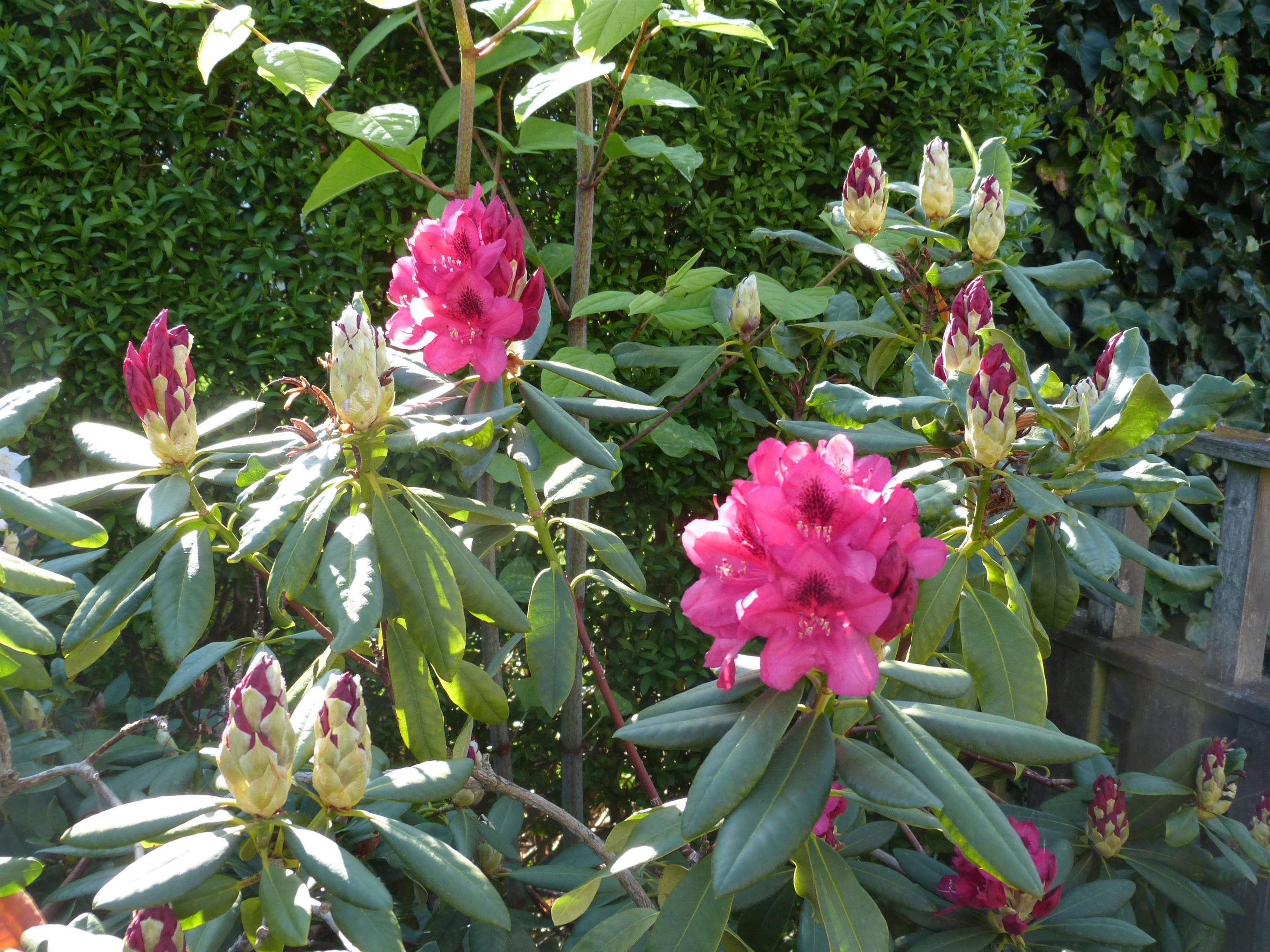 Säljarens egna sommarbilder