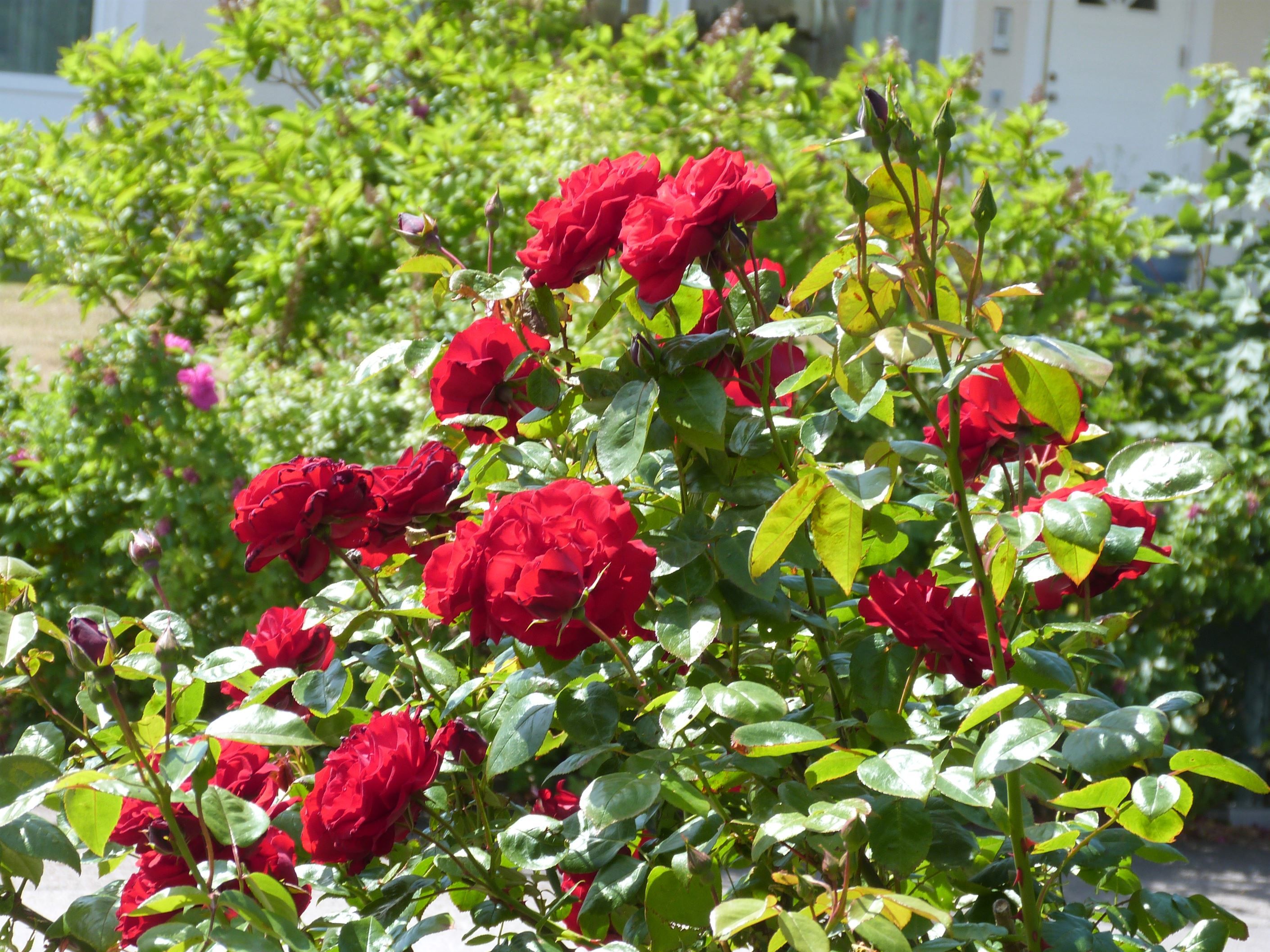 Säljarens egna sommarbilder