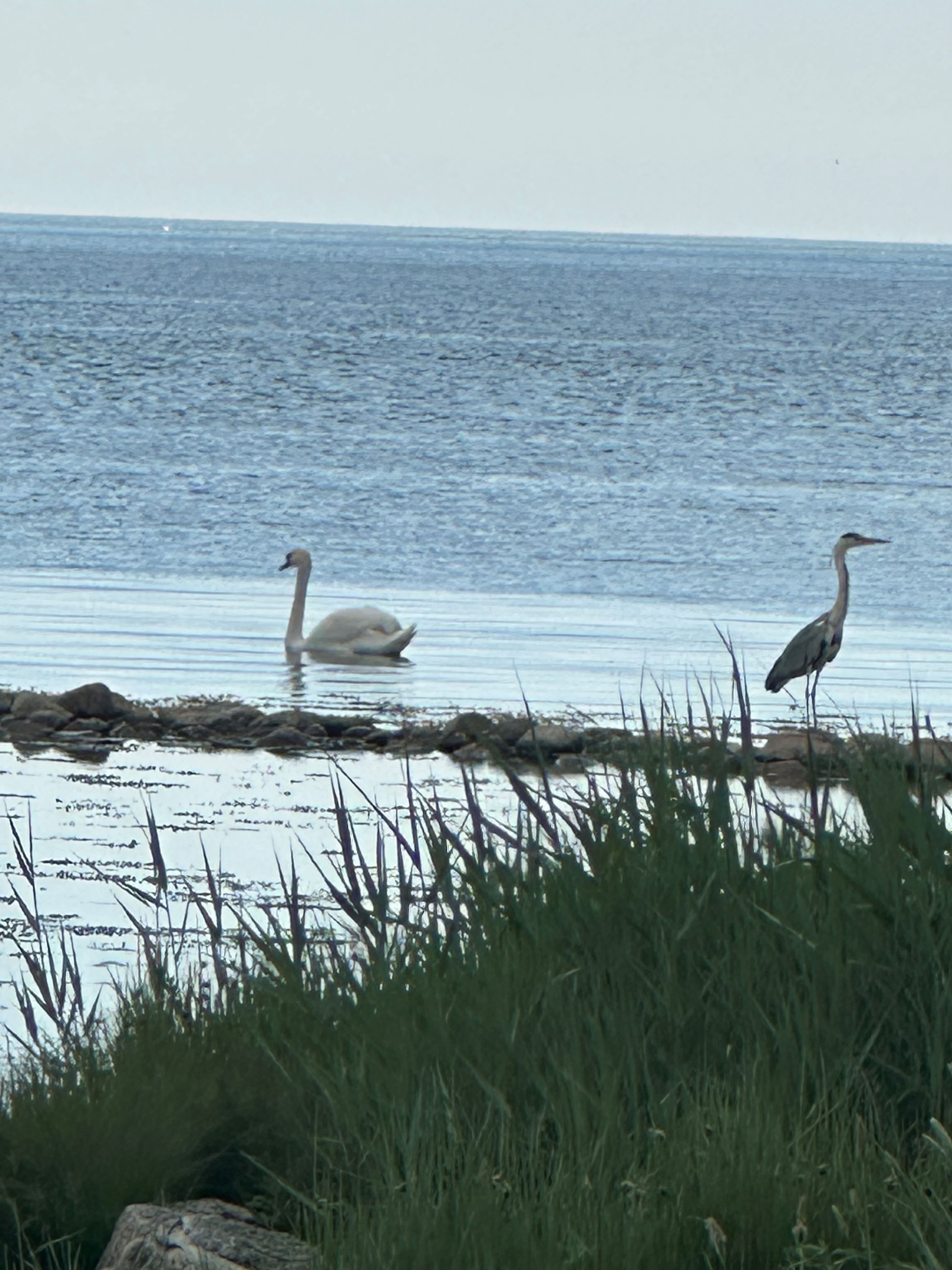 Säljarens egna bilder