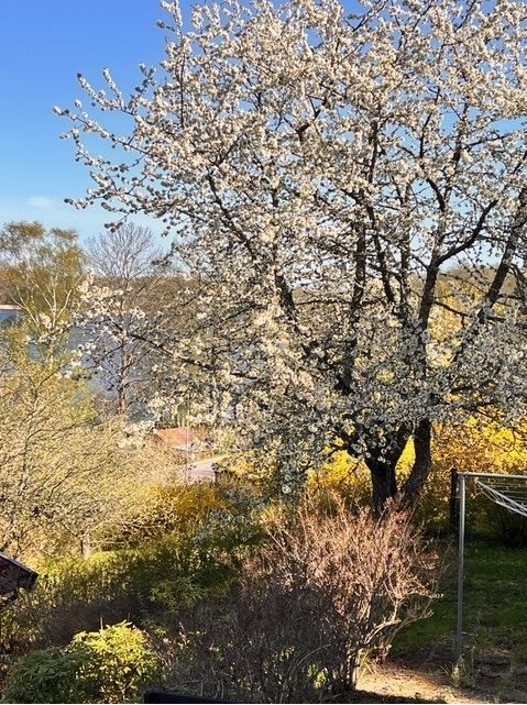 Säljarens bild