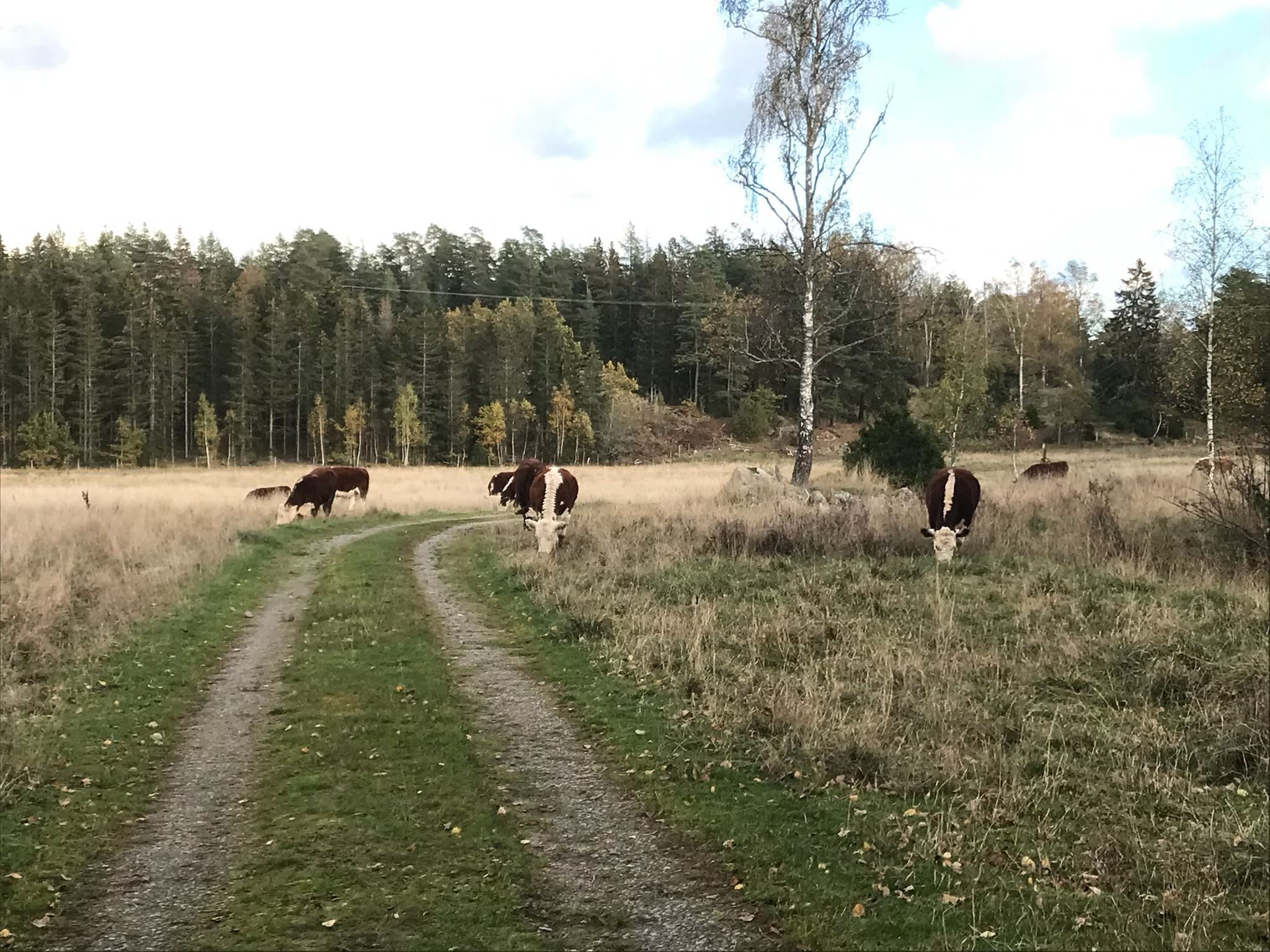 Säljarens bild