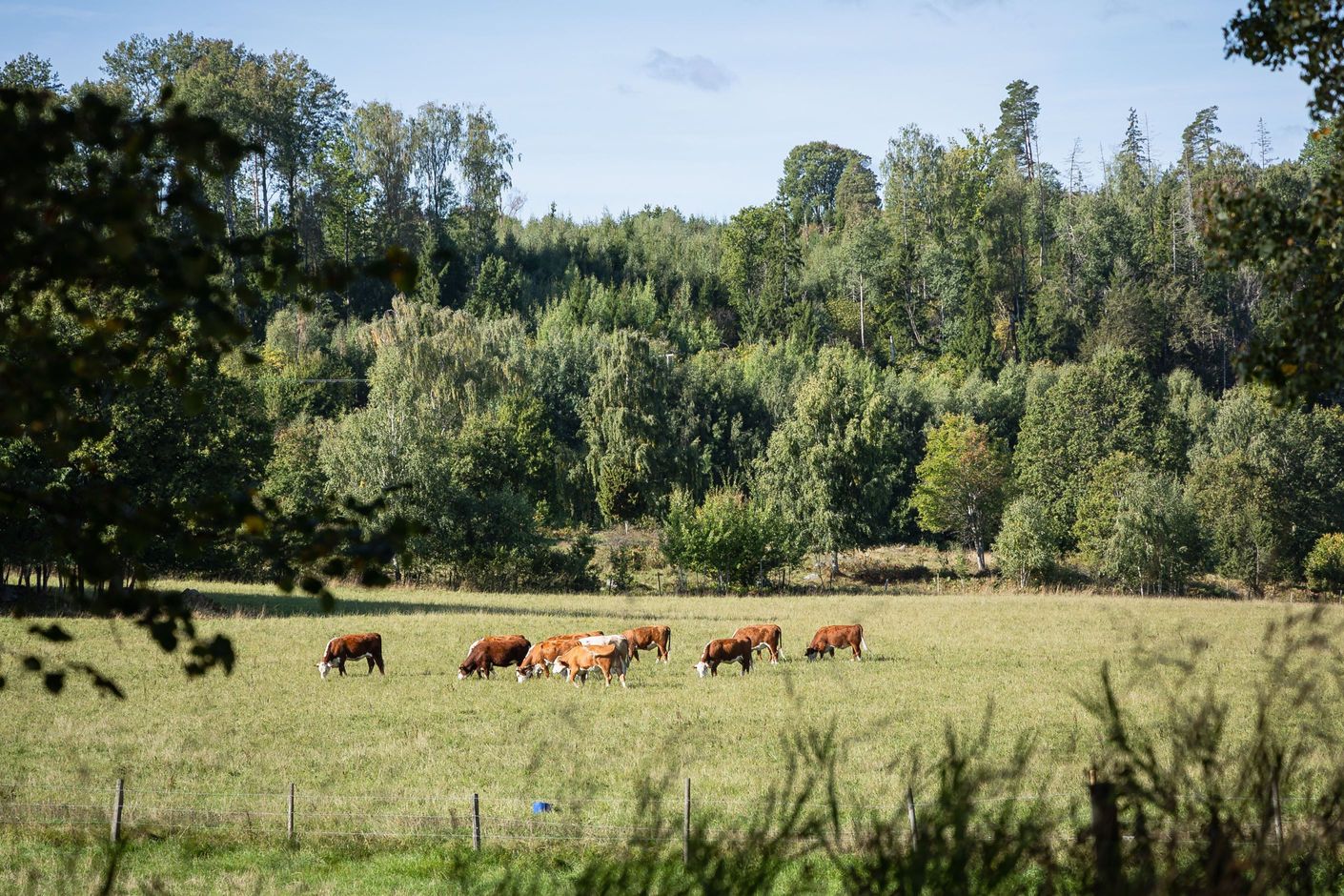 Bildkategori