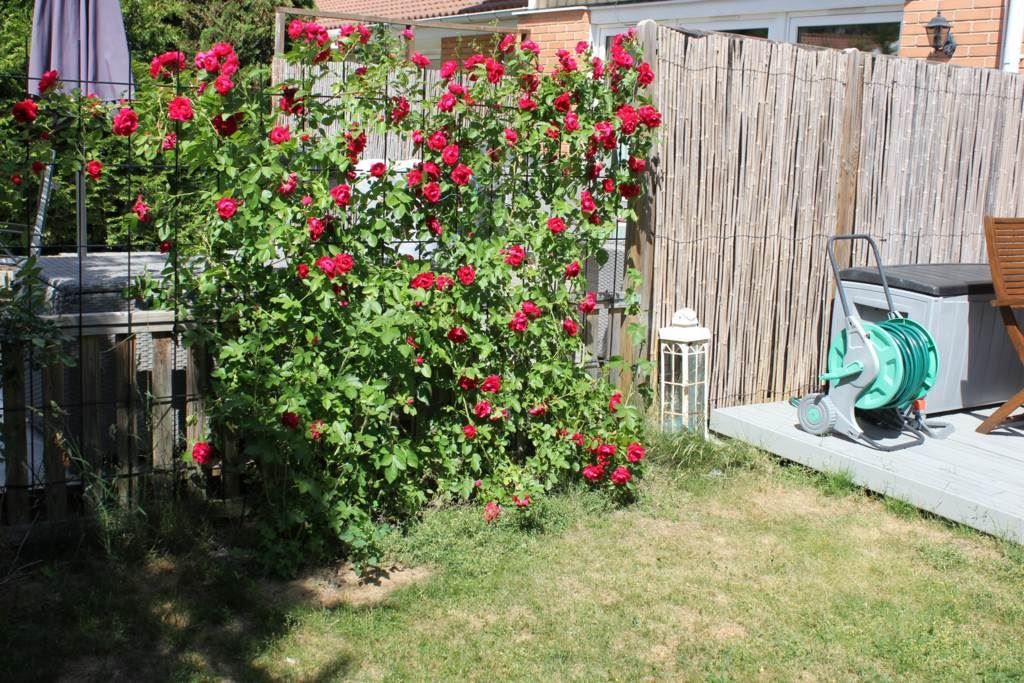Lågupplöst Rosenbuskar på baksidan av tomten