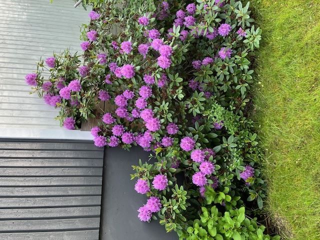 Blomstrande rhododendron