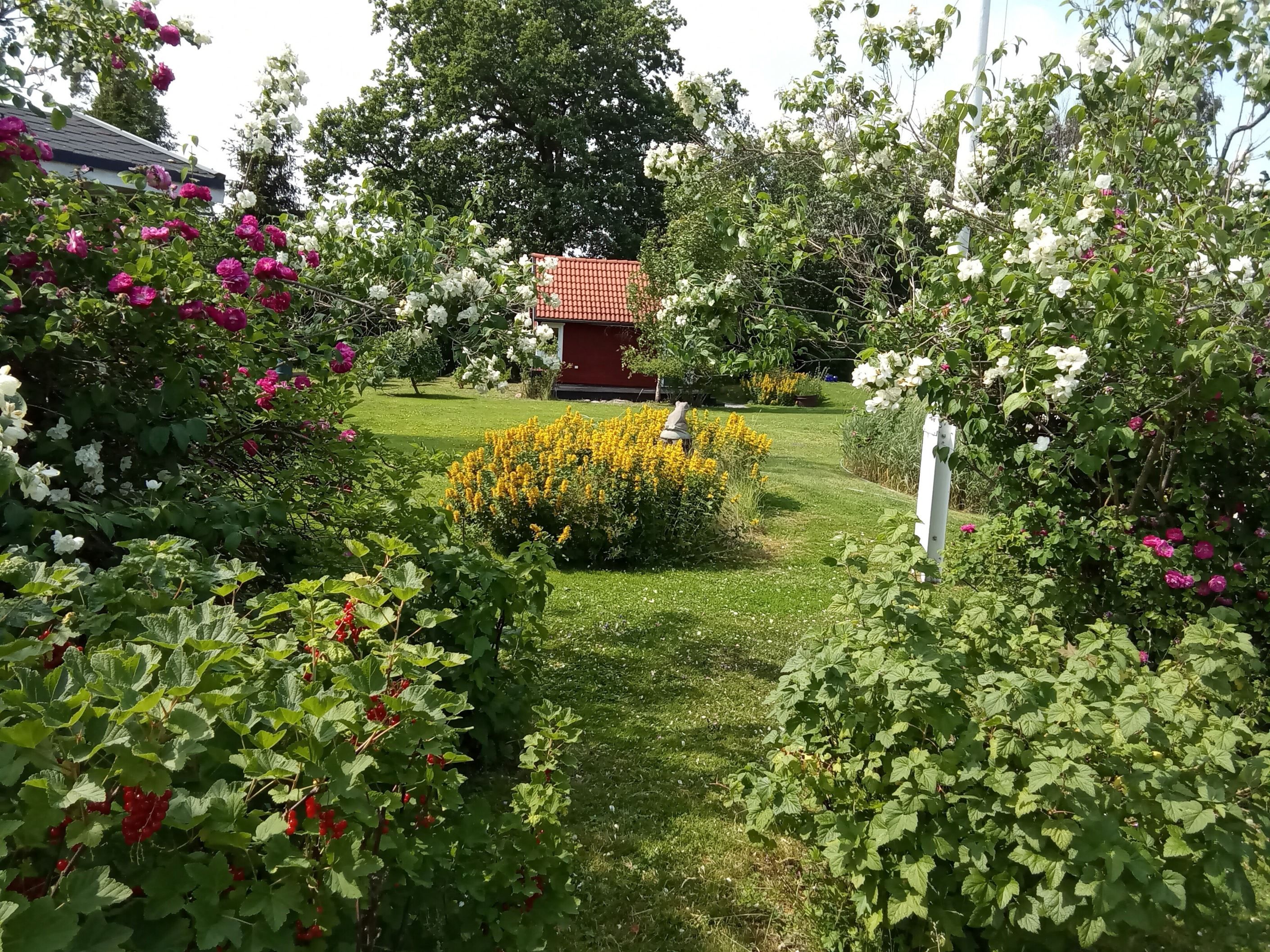Sommarbild 2