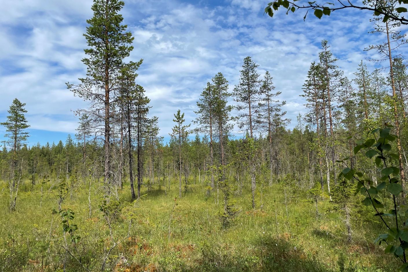 Skogsmark (säljarens privata bild)