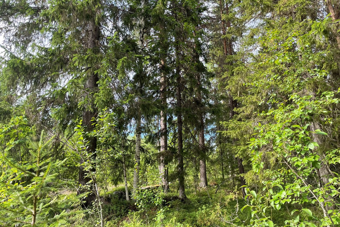 Skogsmark (säljarens privata bild)