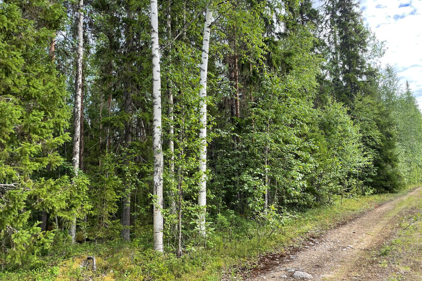 Skogsmark (säljarens privata bild)