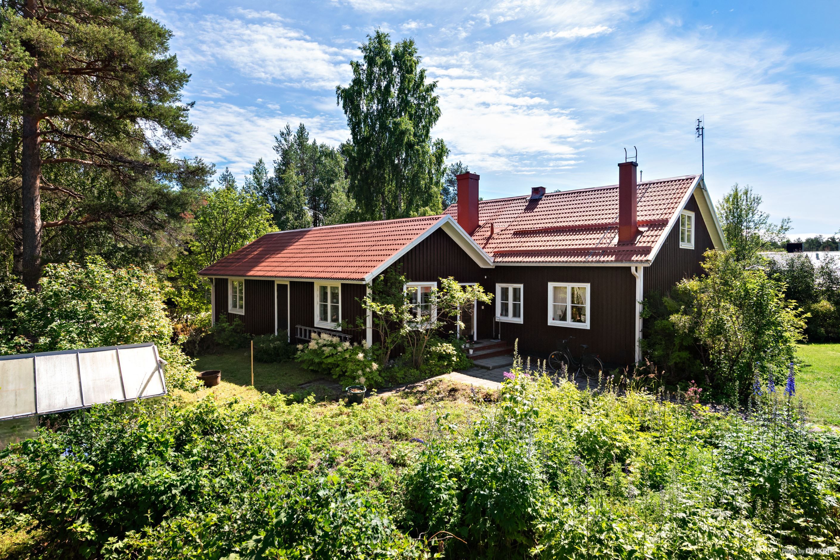 Frodig trädgård