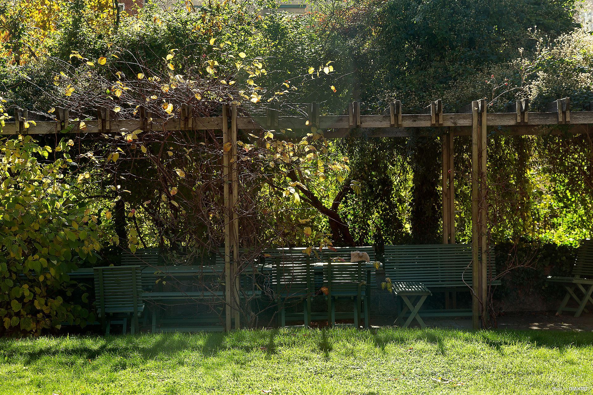 Pergola på gården