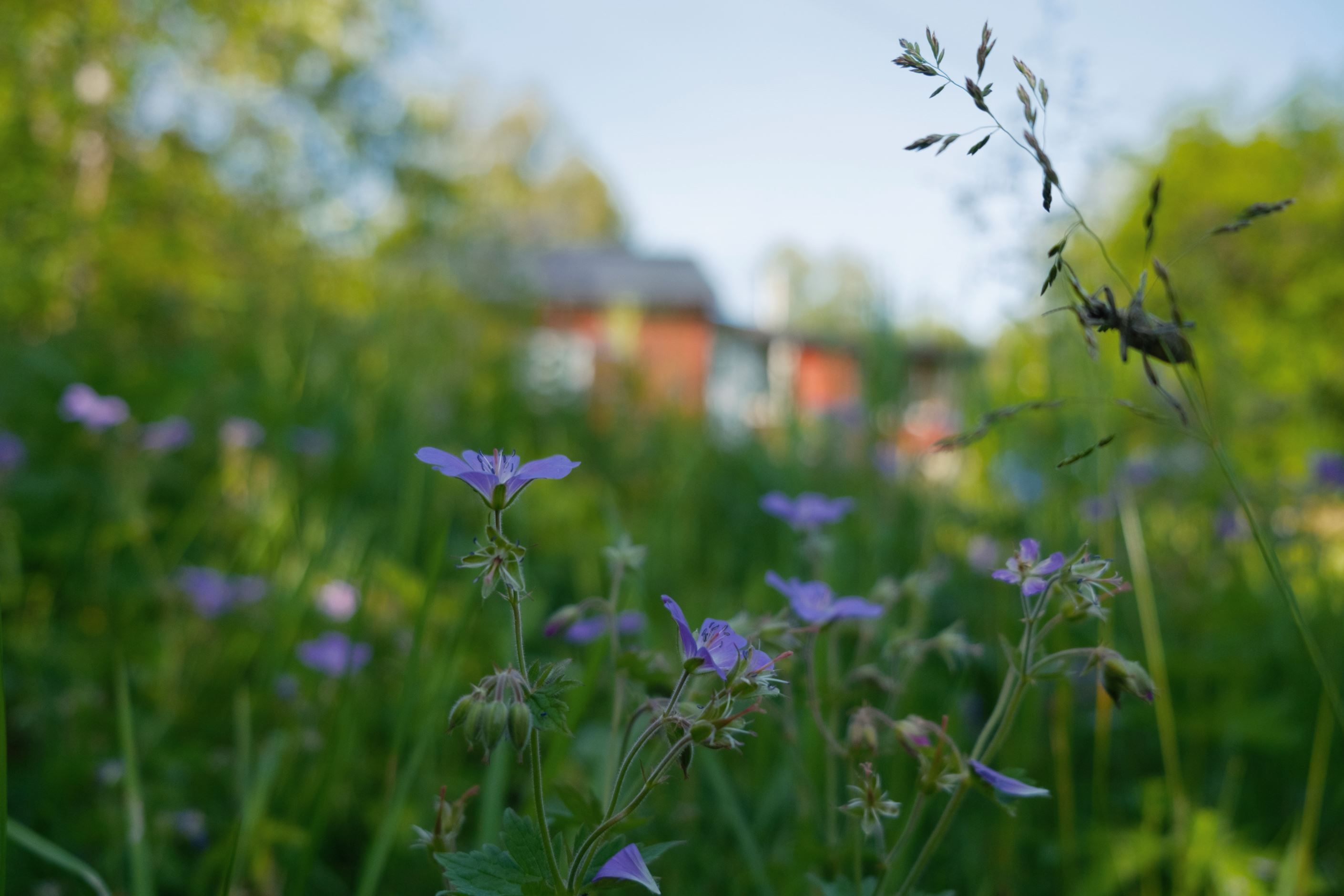 Säljarens egna bilder