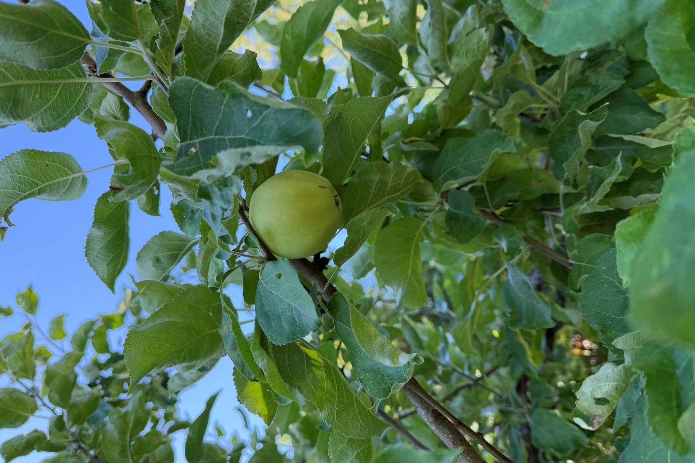 Gästhus